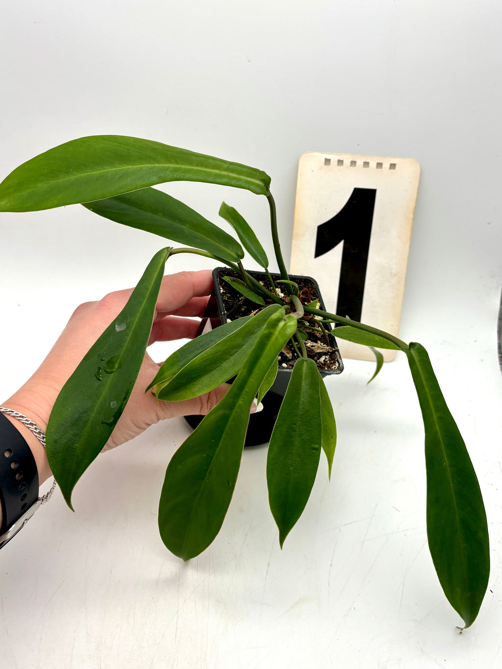 Philodendron Joepii Pflanze von Exotic-Flowers mit grünen, gewellten Blättern und kräftigem Wuchs, im Topf auf einem Holztisch.