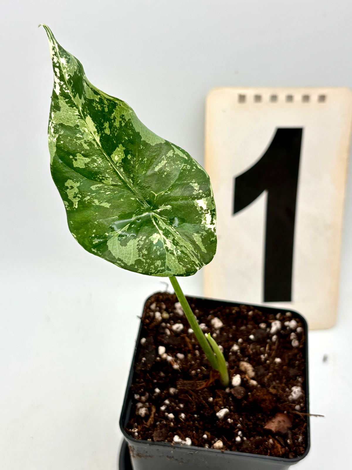 Alocasia Simpo Albo Variegata von Exotic-Flowers, grüne Blätter mit weißen Variegationsmustern, Topfpflanze auf einem Tisch.