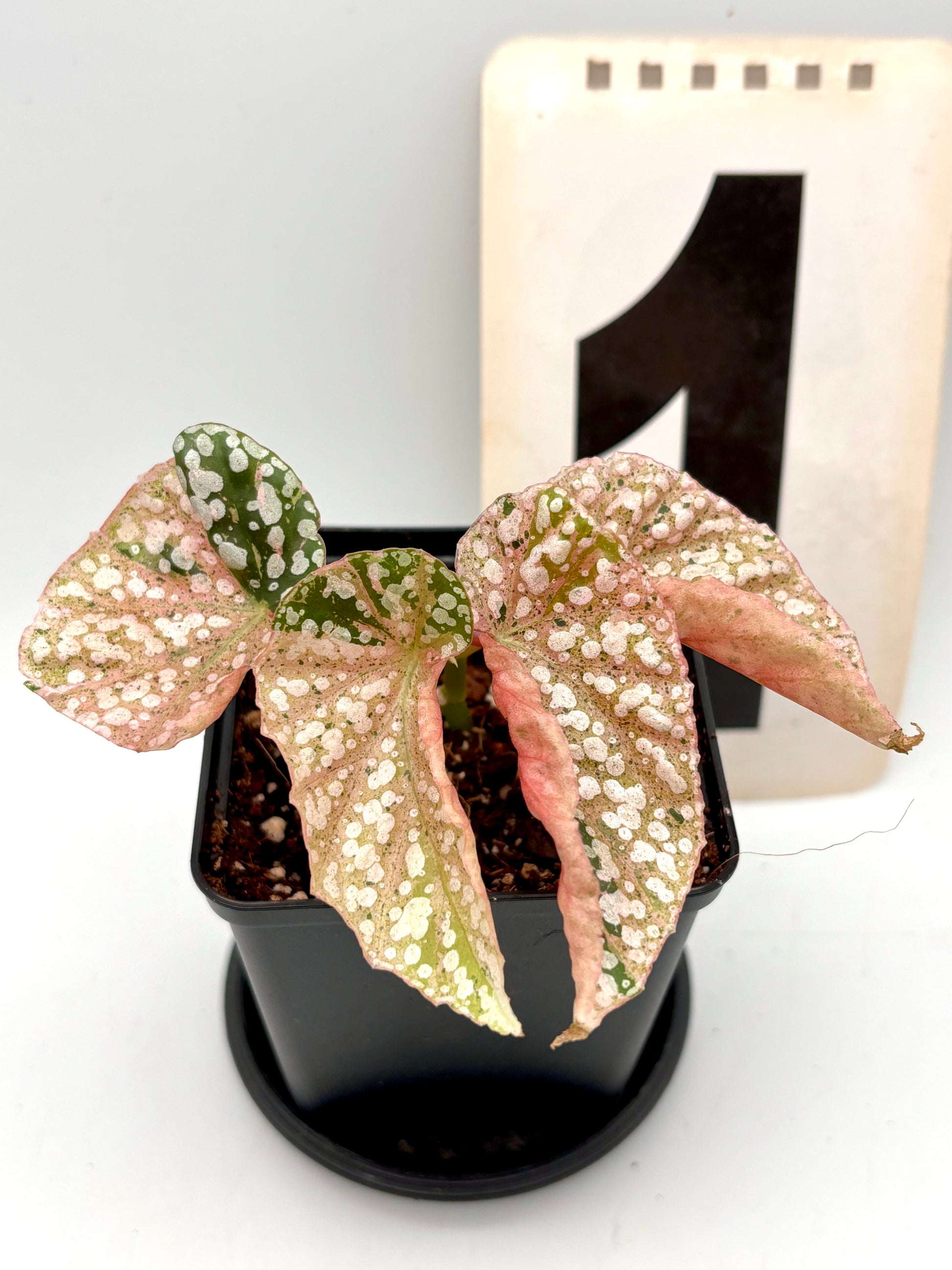 Verschiedene Begonien Snowcap Variegata mit weißen und grünen Blättern, im Topf auf einer Fensterbank, von Exotic-Flowers.