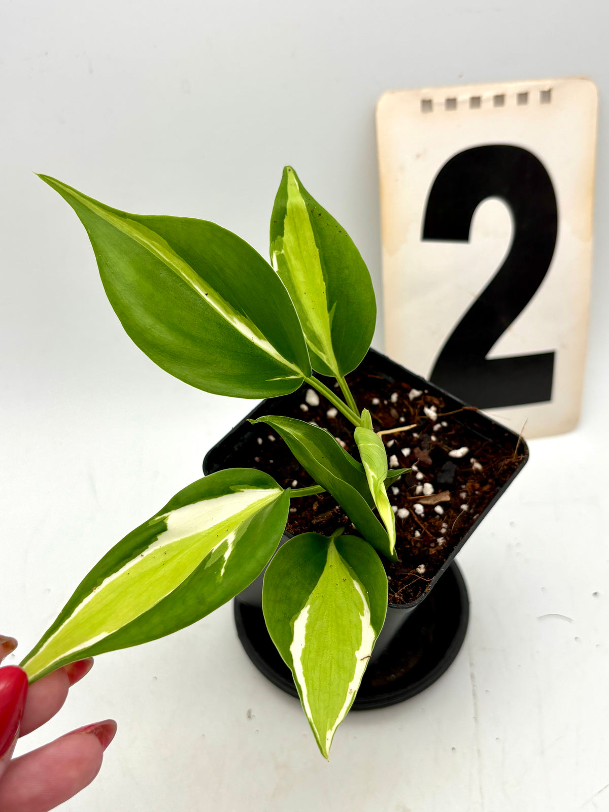 Philodendron Cream Splash