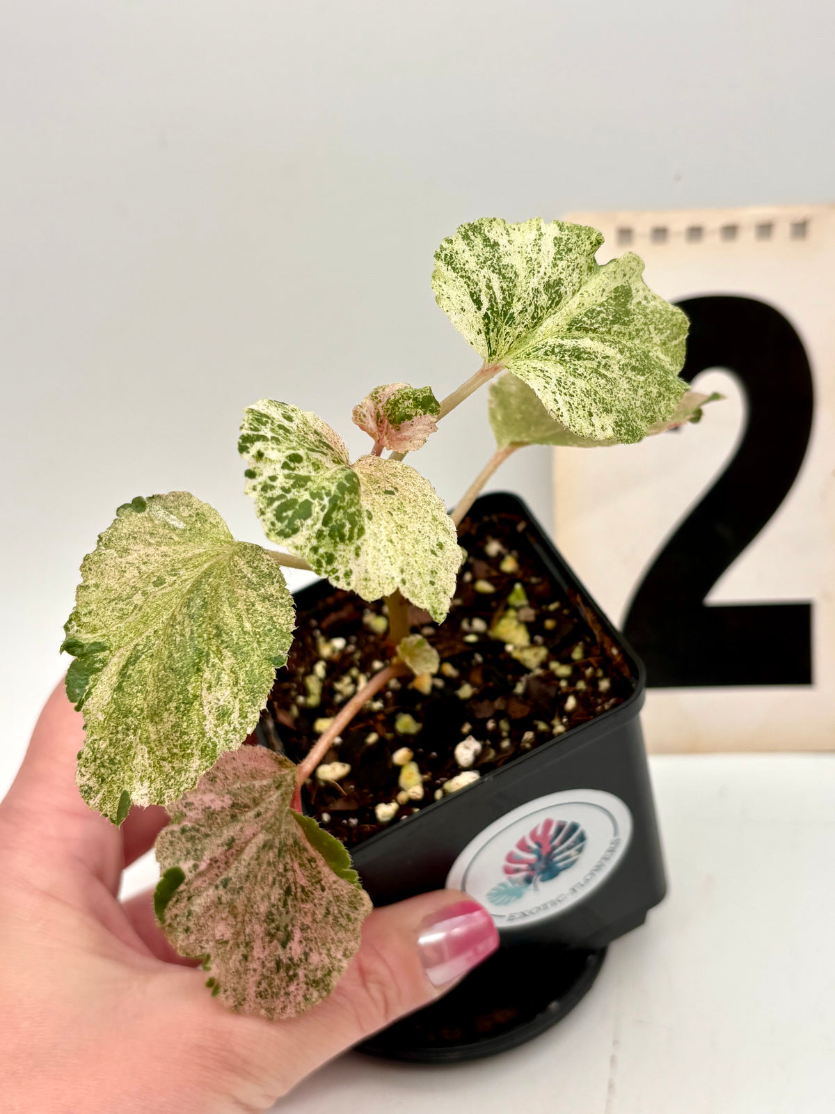 Begonia Cucullata Variegata von Exotic-Flowers mit grünen und weißen Blättern, Topfpflanze auf weißem Hintergrund