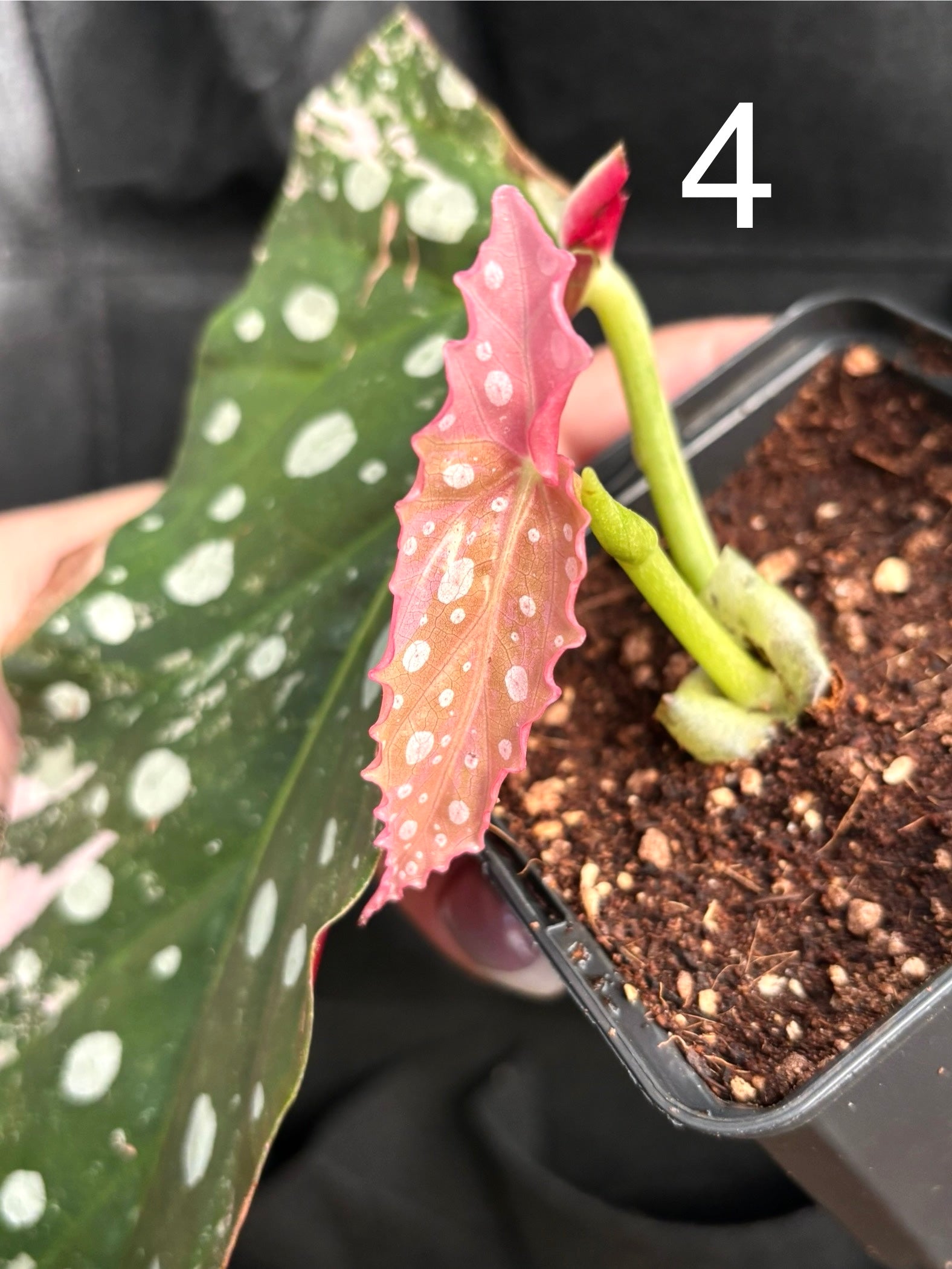 Begonia Maculata Pink Variegata