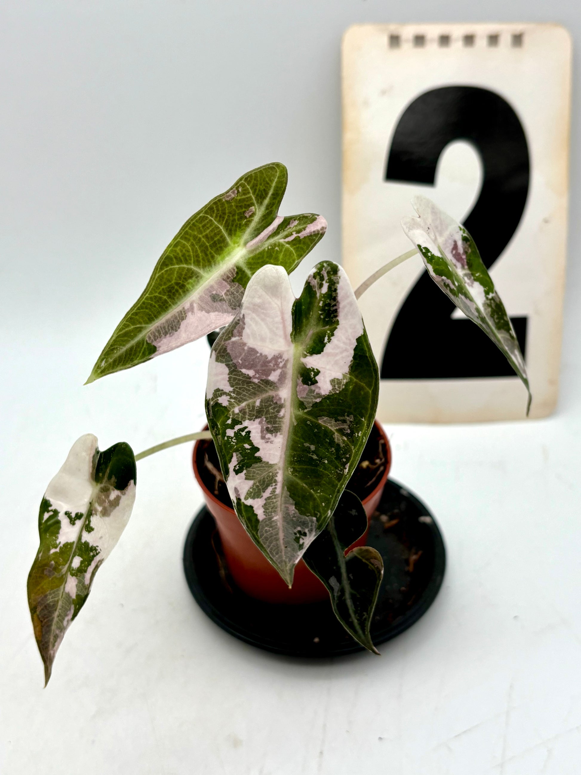 Alocasia Bambino Variegata Pflanze mit grünen und weißen Blättern, kleine Zimmerpflanze von Exotic-Flowers