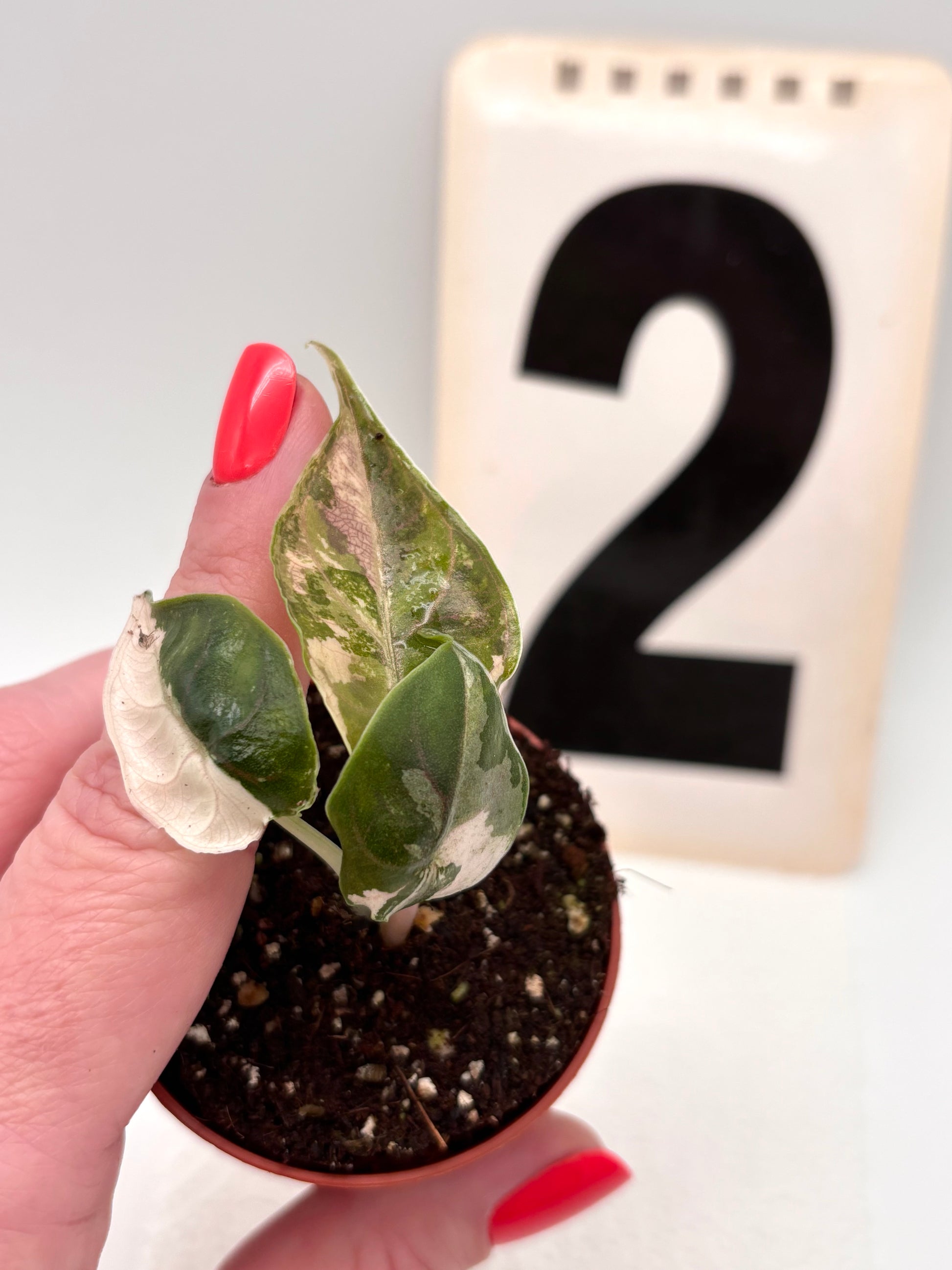 Alocasia Azlanii Variegata