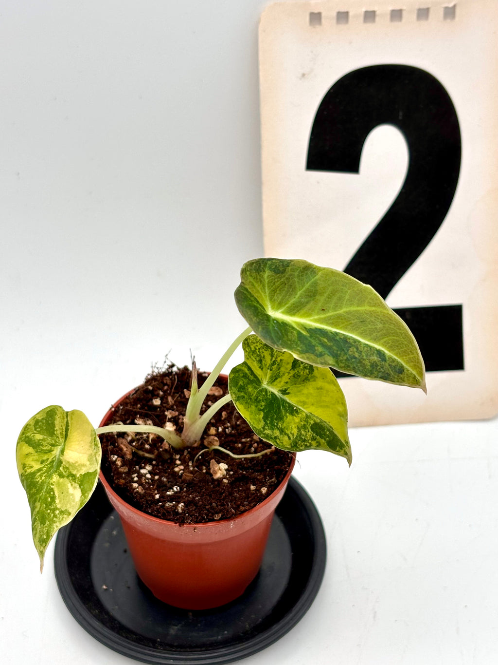 Schwarze Alocasia Black Velvet Aurea Variegata Pflanze mit großen, samtigen Blättern und goldgelben Variegationsmustern