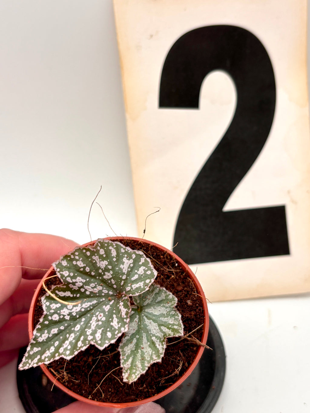 Begonia Pink Minx