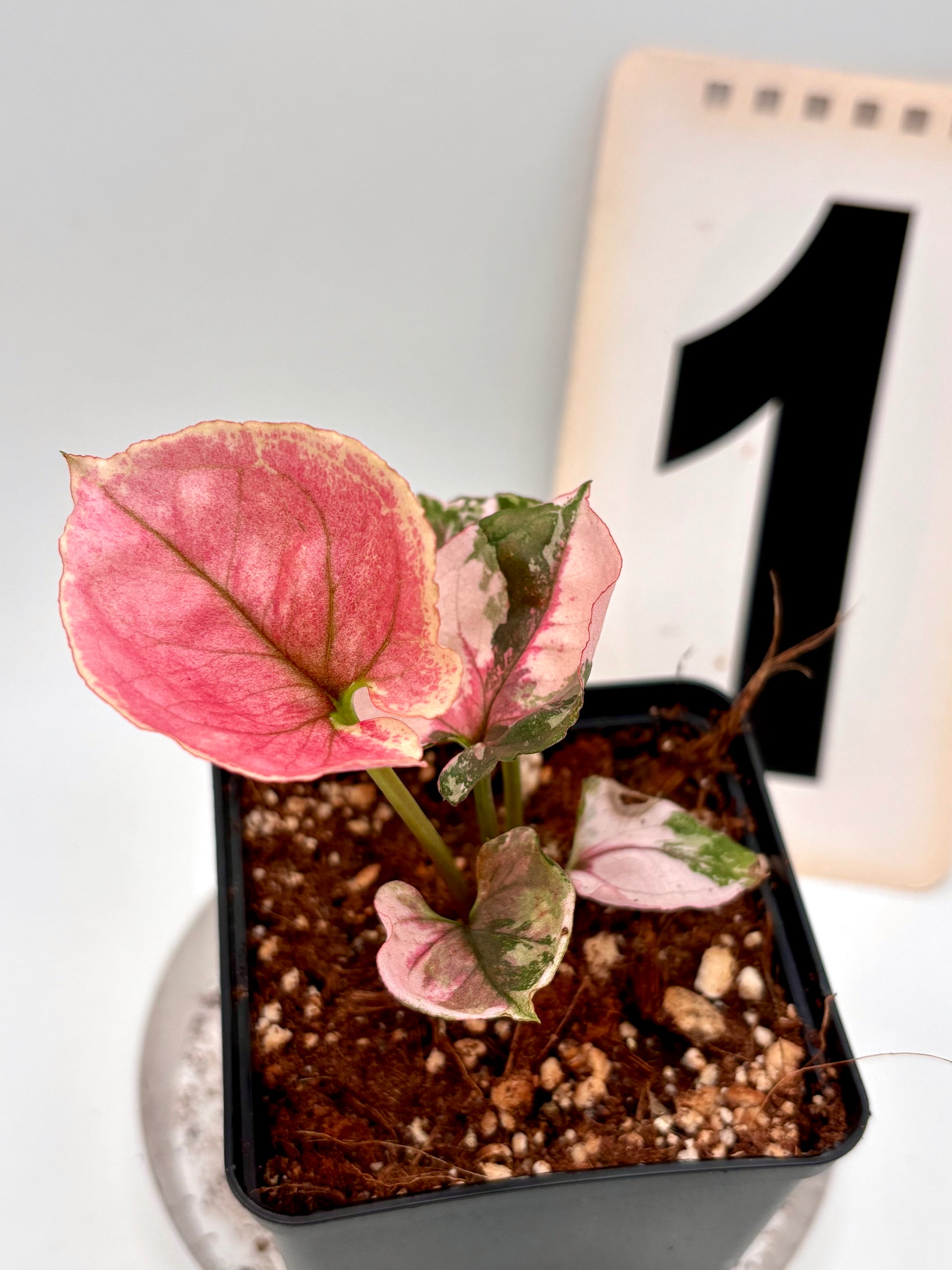 Syngonium Strawberry Ice Galaxy