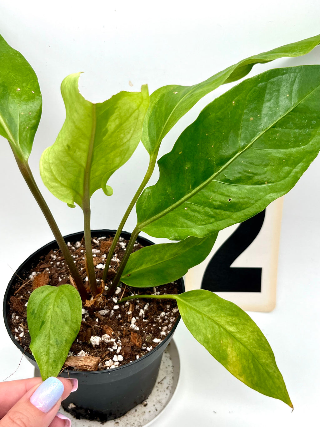 Anthurium Hookeri Variegata