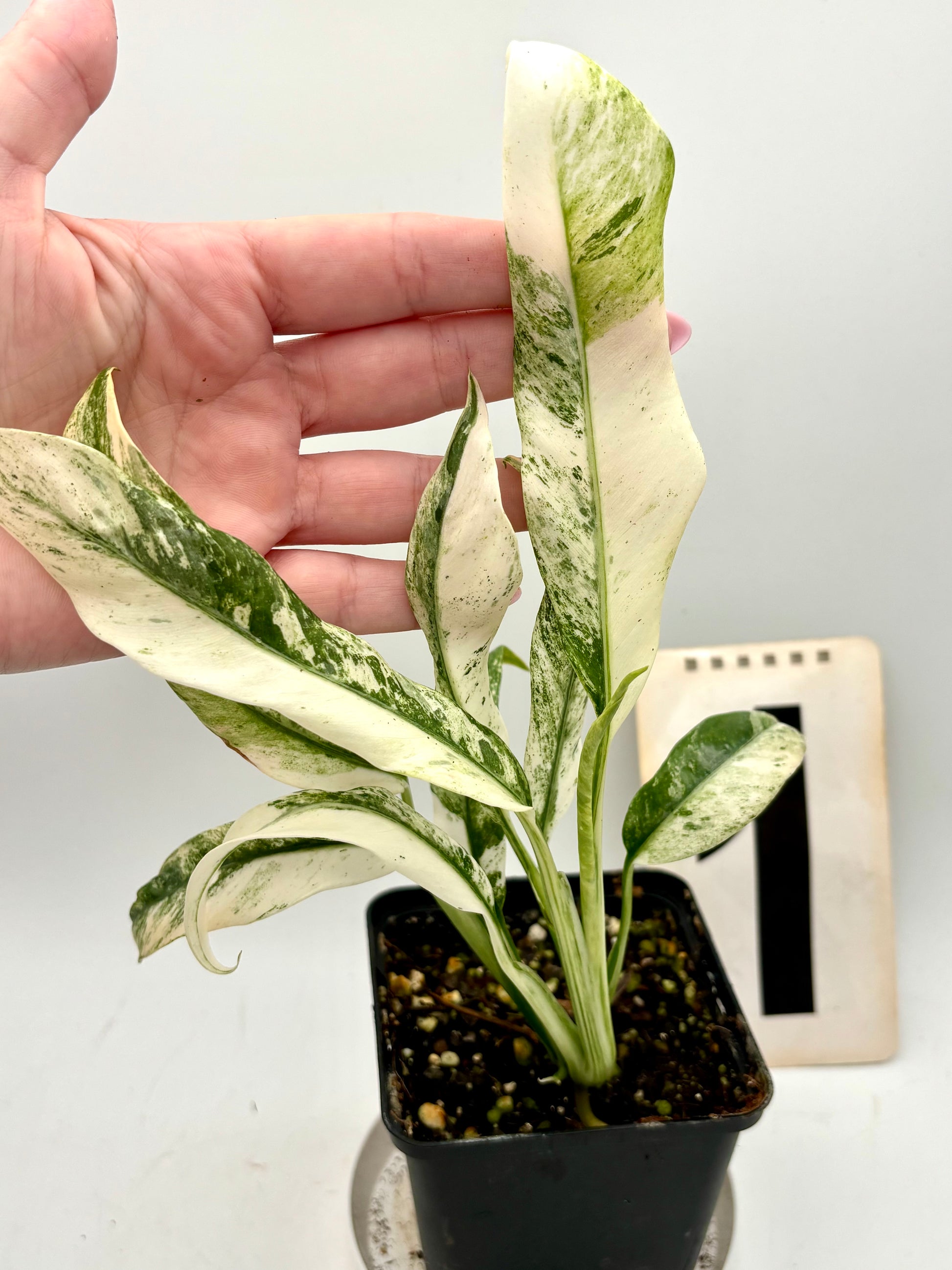 Epipremnum Giganteum Variegata