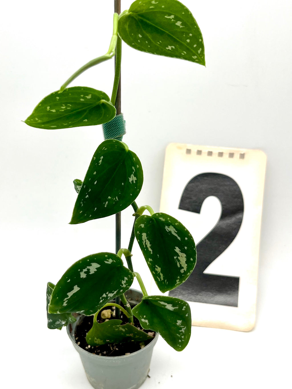 Scindapsus Pictus Tricolor