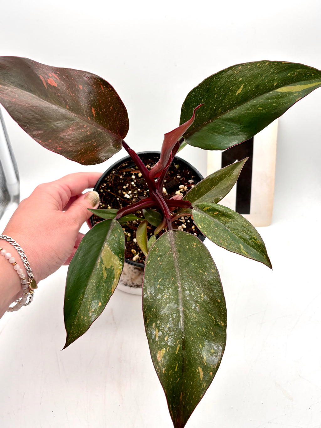 Philodendron Orange Princess