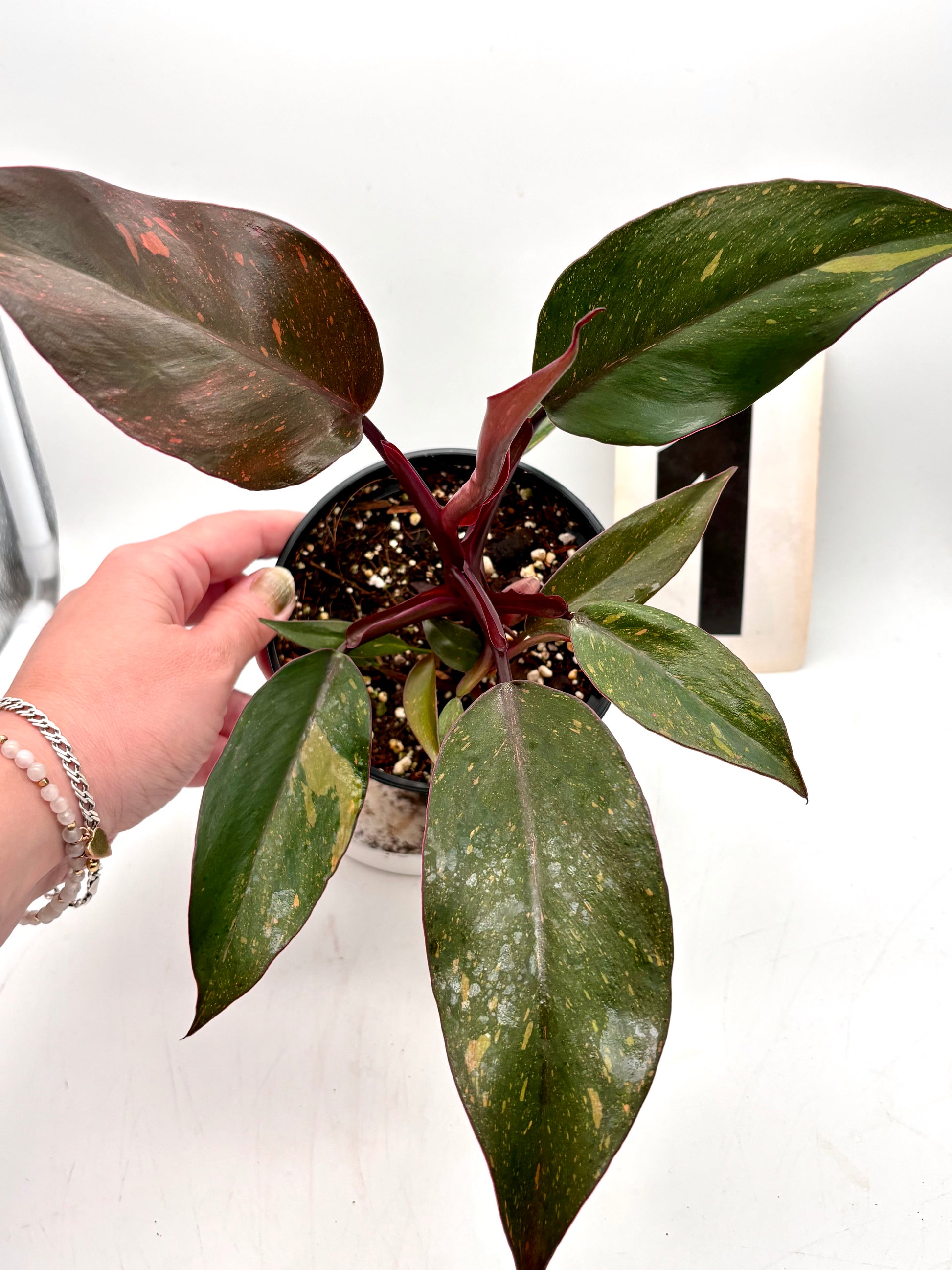 Philodendron Orange Princess