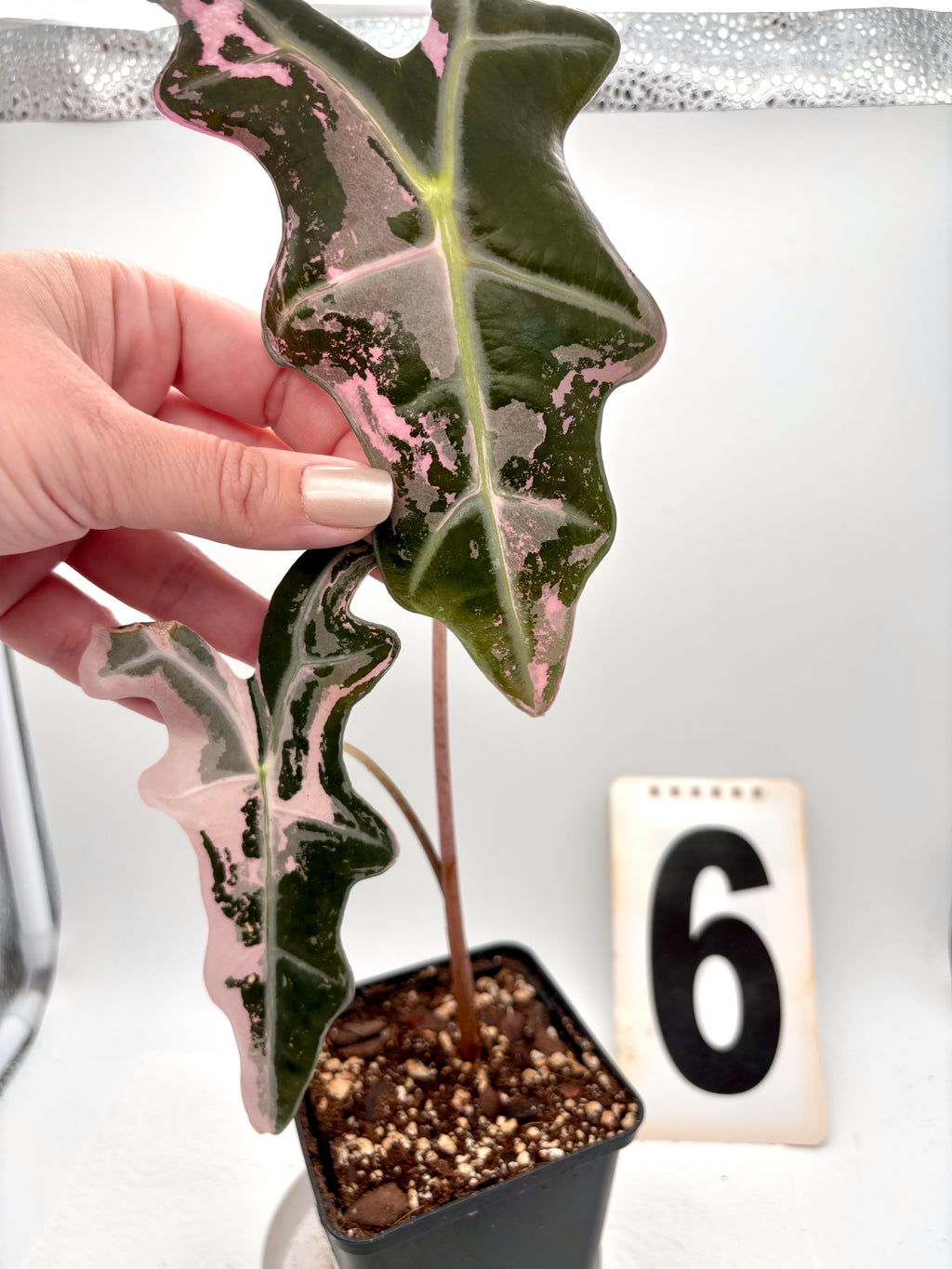Alocasia Nobilis Variegata Pflanze mit grün-weißen Blättern, exotische Zimmerpflanze, von Exotic-Flowers.