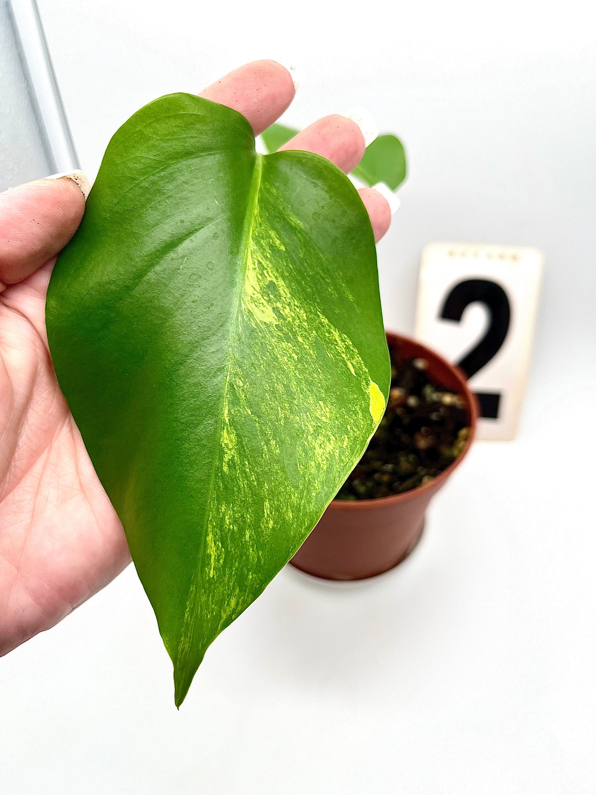 Monstera Aurea Variegata