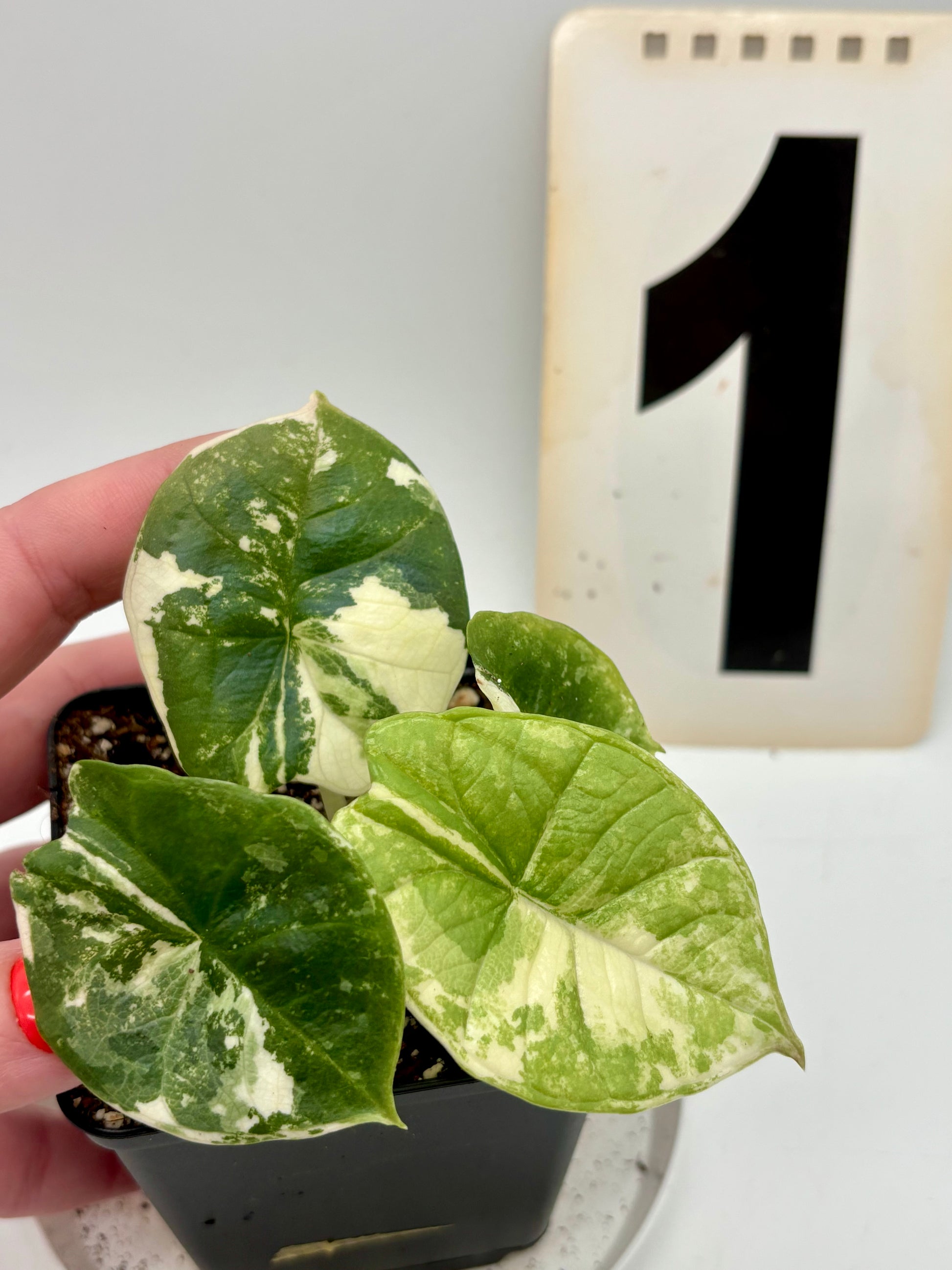 Alocasia Platinum Albo Variegata