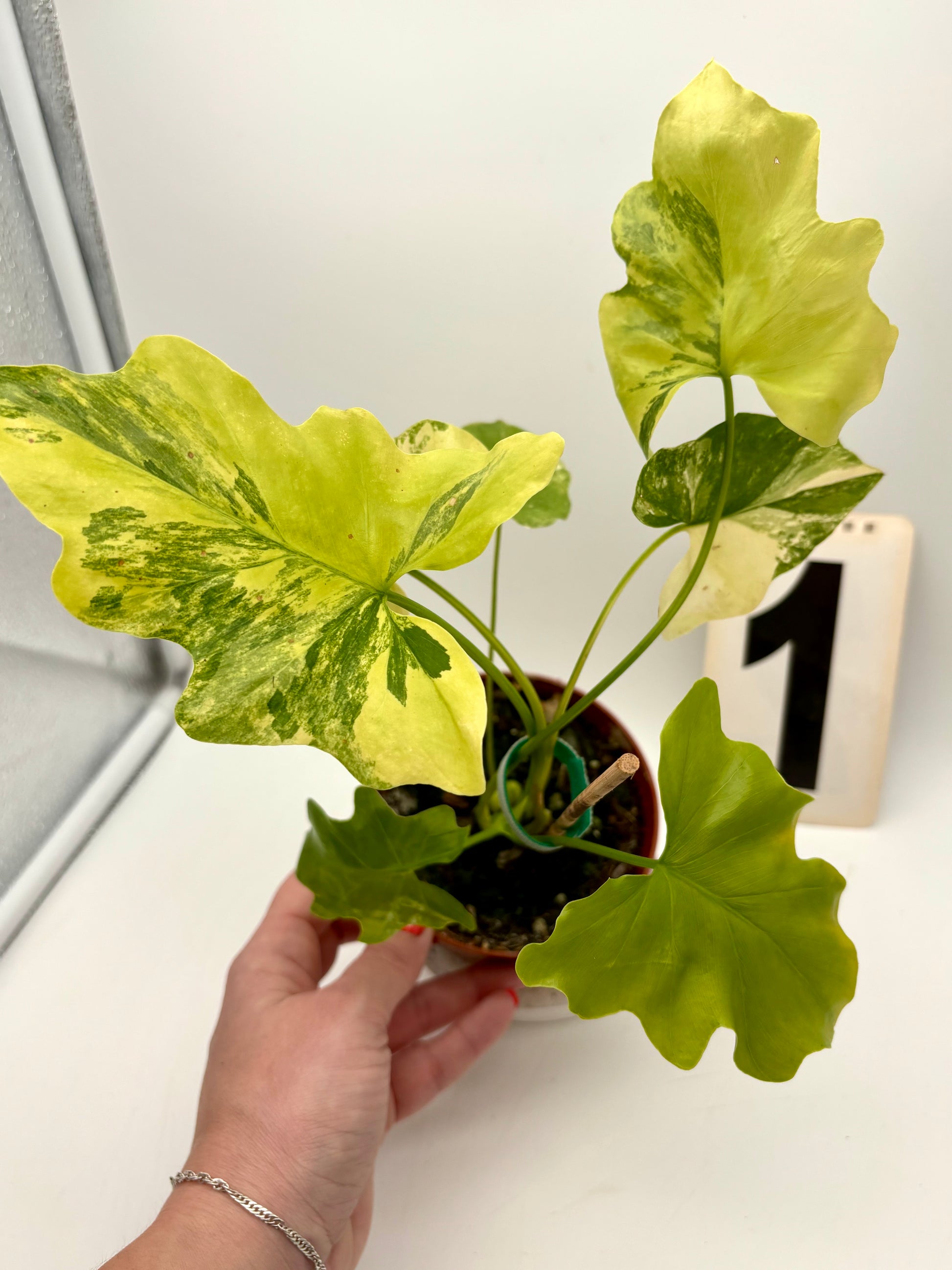 Thaumatophyllum Variegata