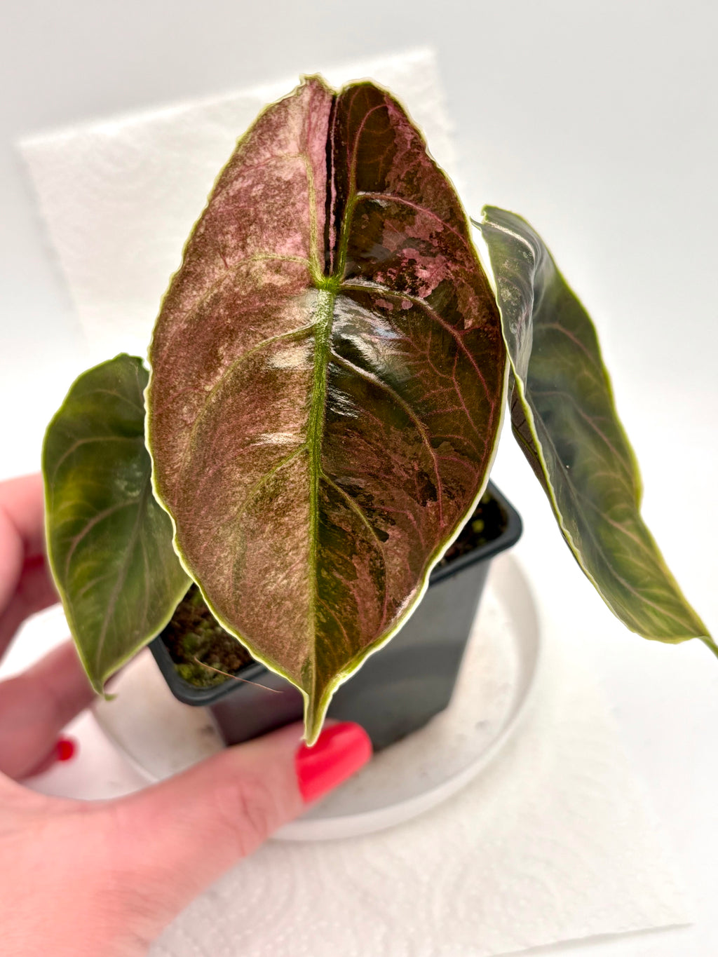 Alocasia Azlanii Variegata