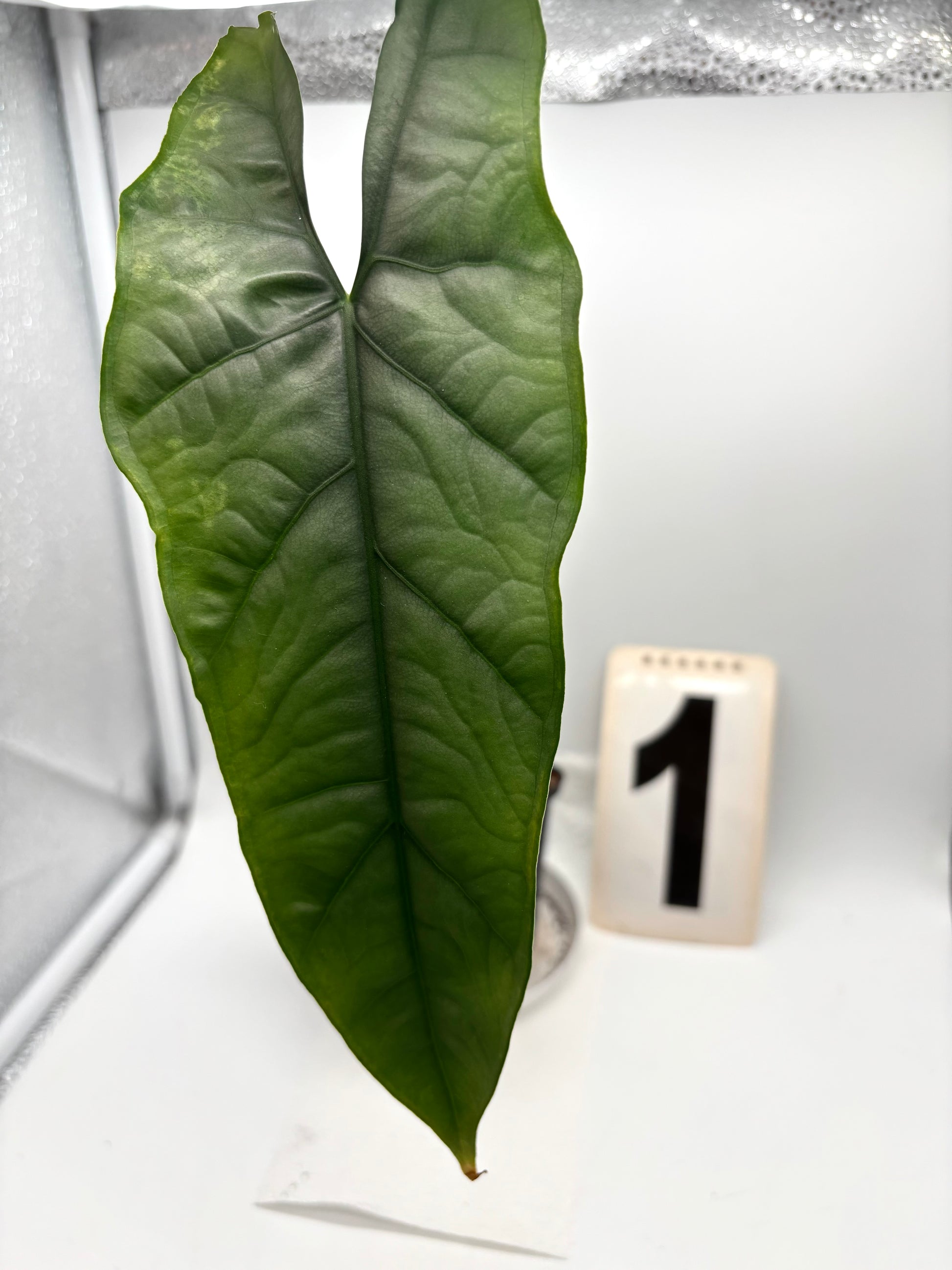 Alocasia Heterophylla Silver