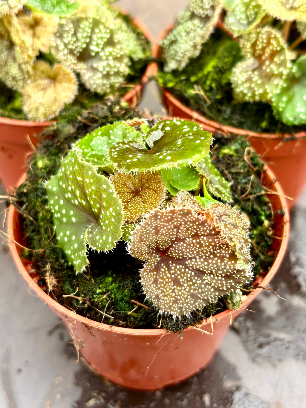 Begonia Curtisii Galaxy