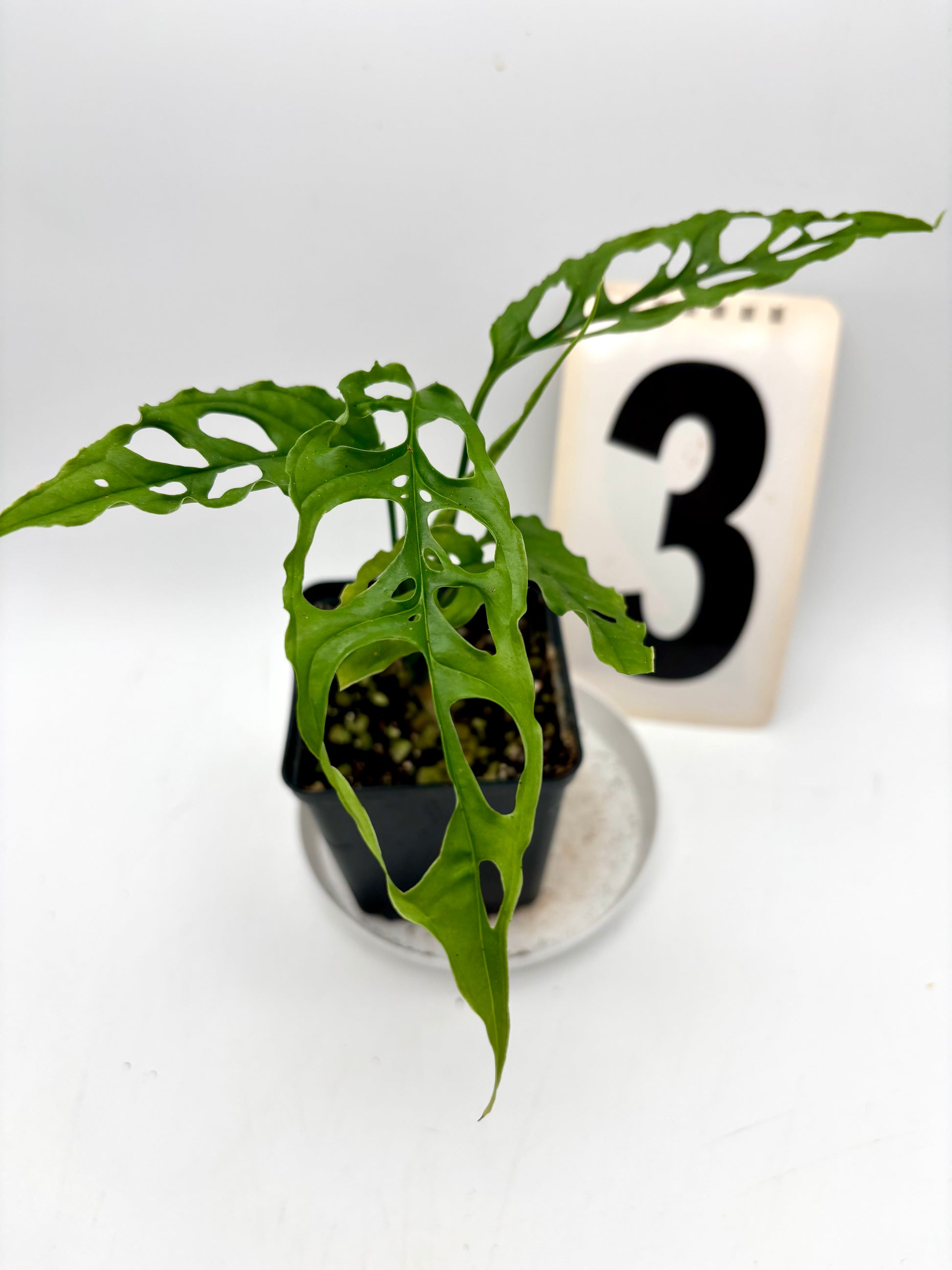 Monstera Obliqua Peru