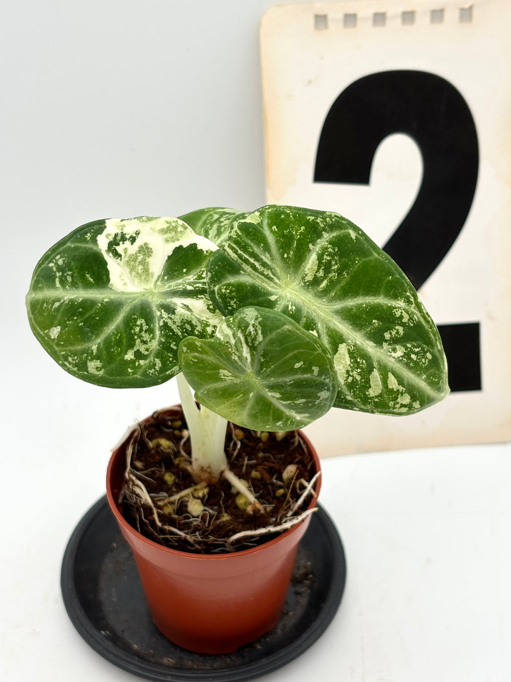 Alocasia Ninja Albo Pflanze von Exotic-Flowers mit grünen und weißen Blättern, Nahaufnahme der Blätter und Blattmuster.
