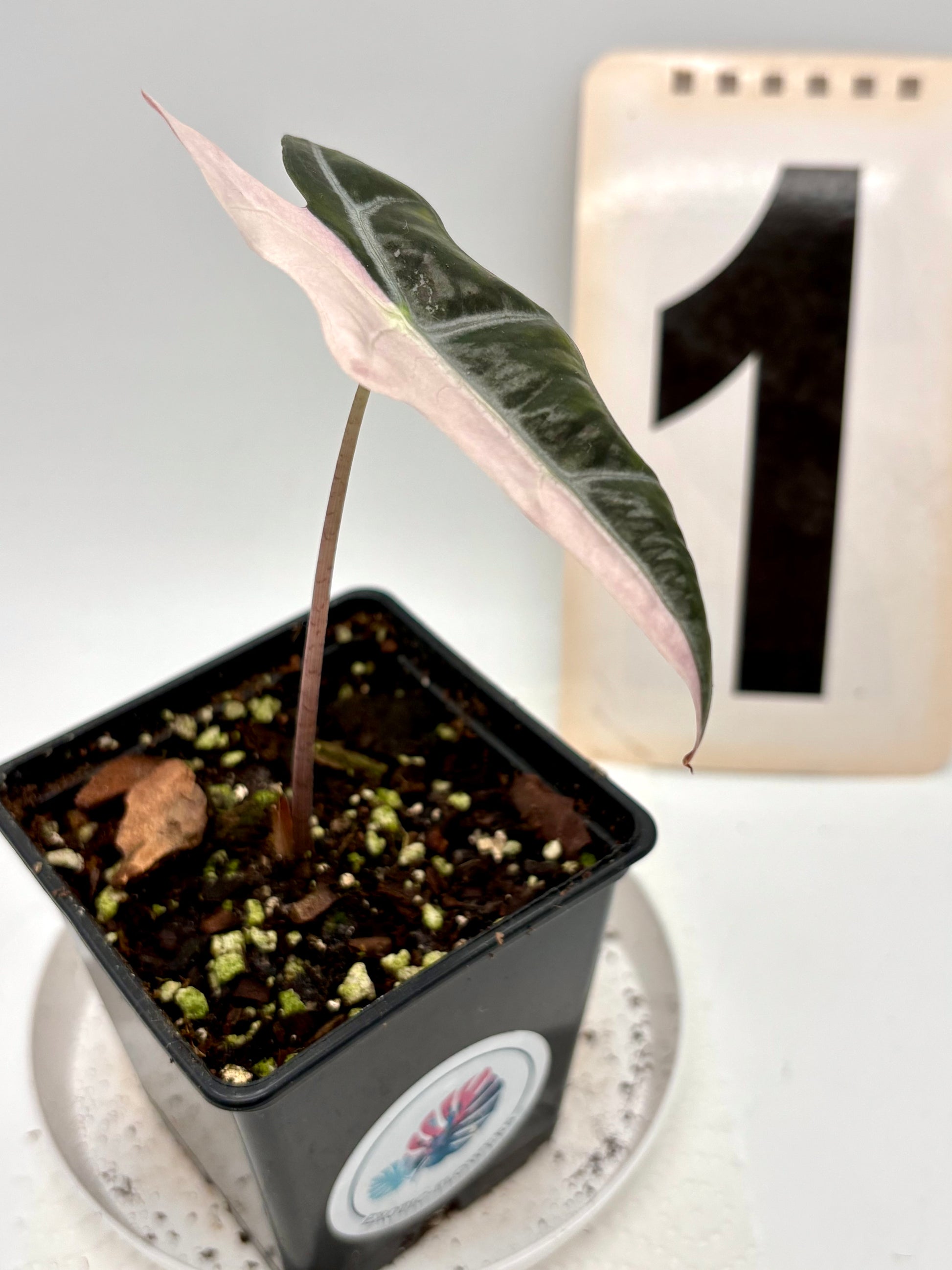 Alocasia Nobilis Variegata