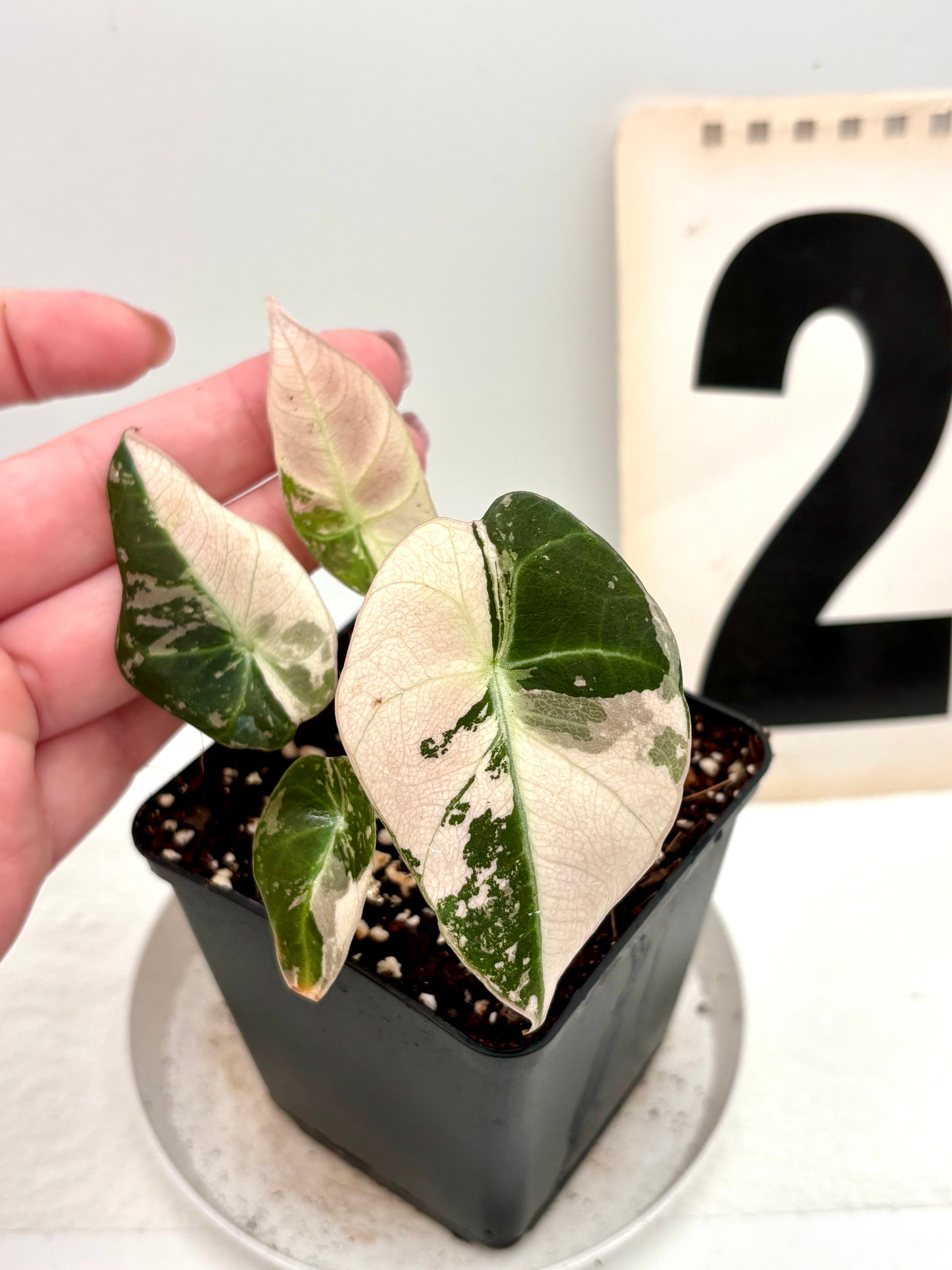 Alocasia Black Velvet Variegata Pflanze mit dunkelgrünen, samtartigen Blättern und weißen Variegationsmustern, exotische Zimmerpflanze