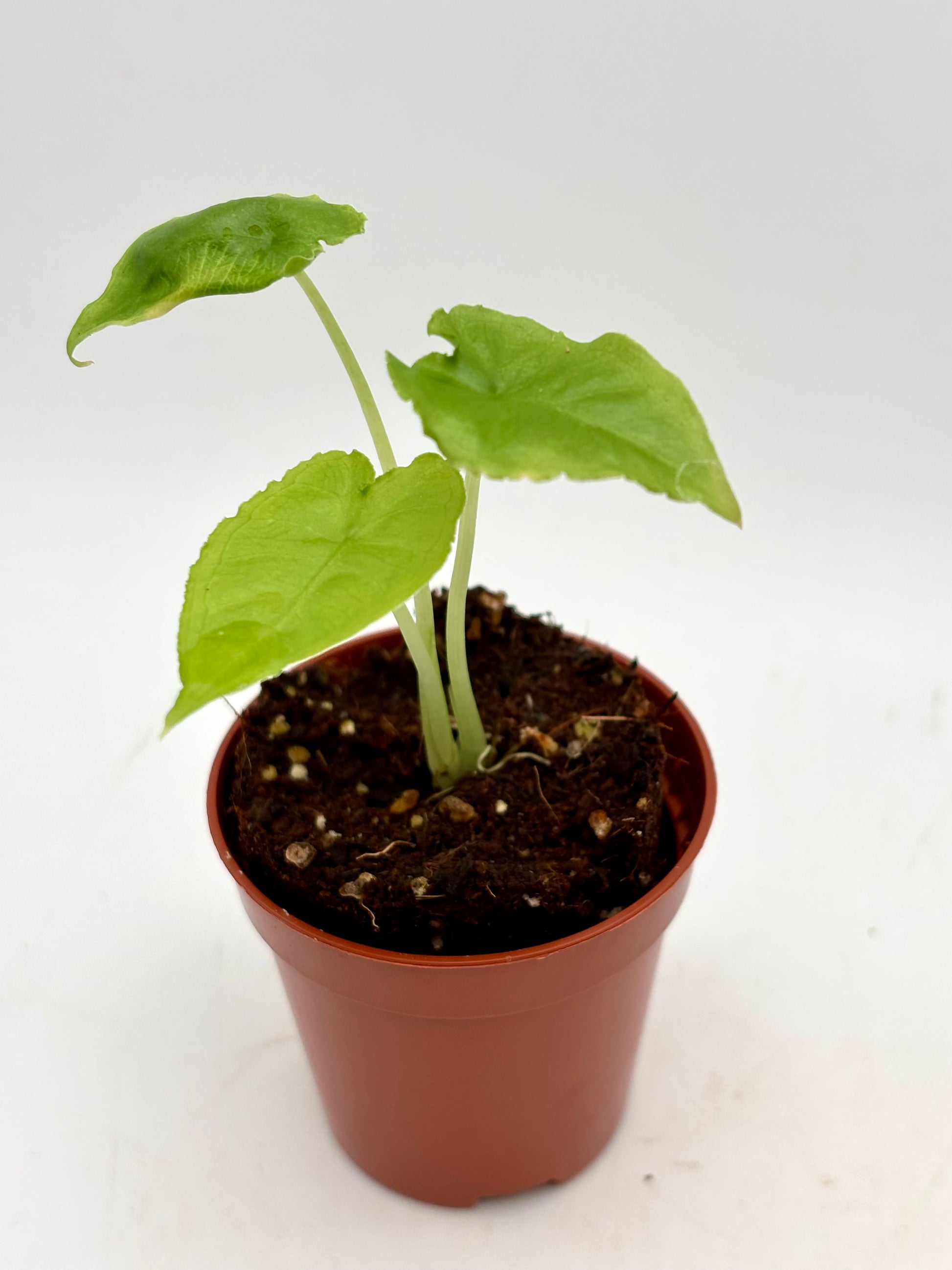 Grüne Alocasia Olanii Pflanze von Exotic-Flowers mit großen, dekorativen Blättern in Nahaufnahme