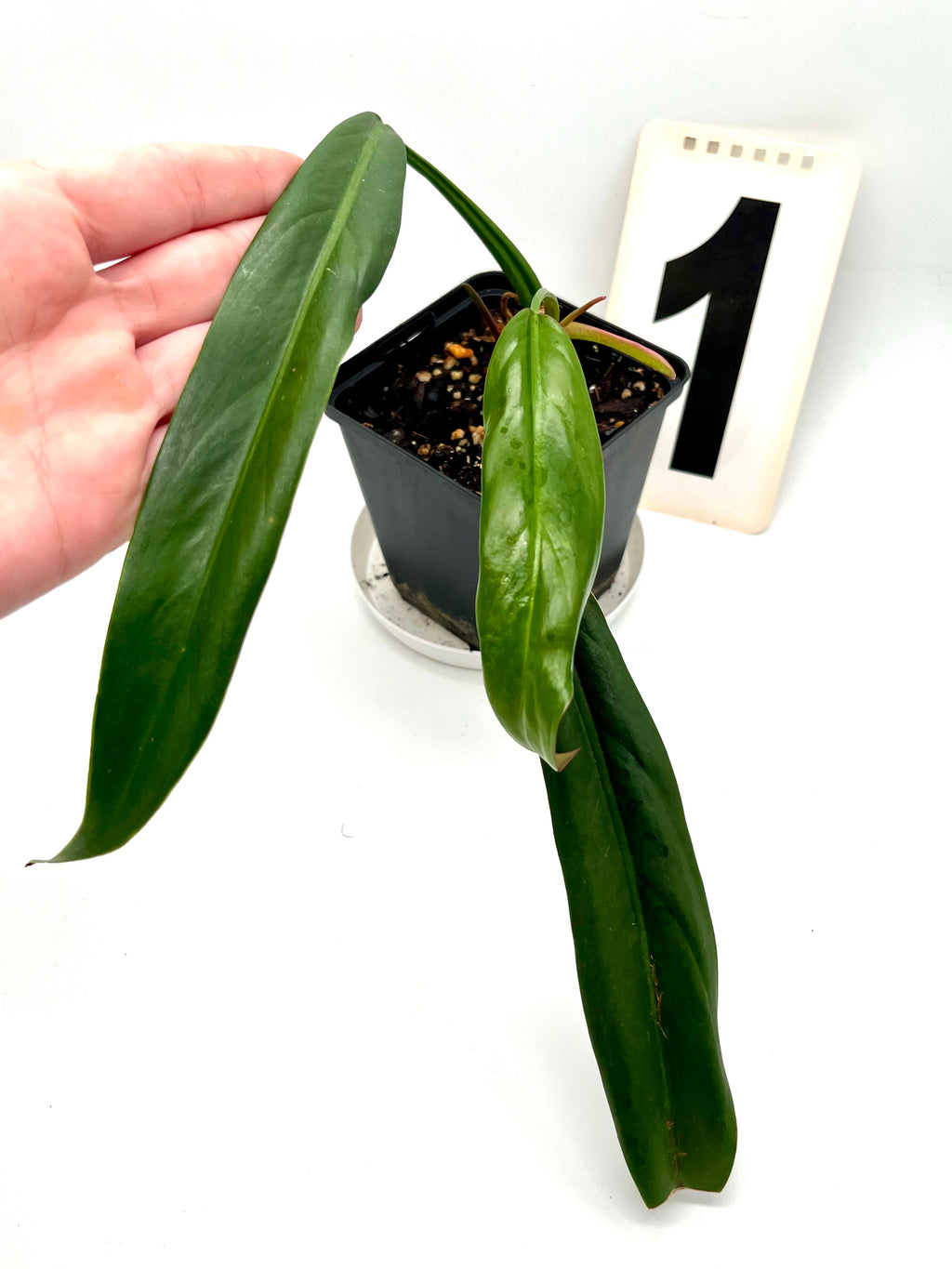 Philodendron Bicolor