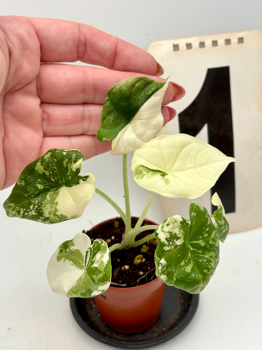 Alocasia Melo Albo Variegata