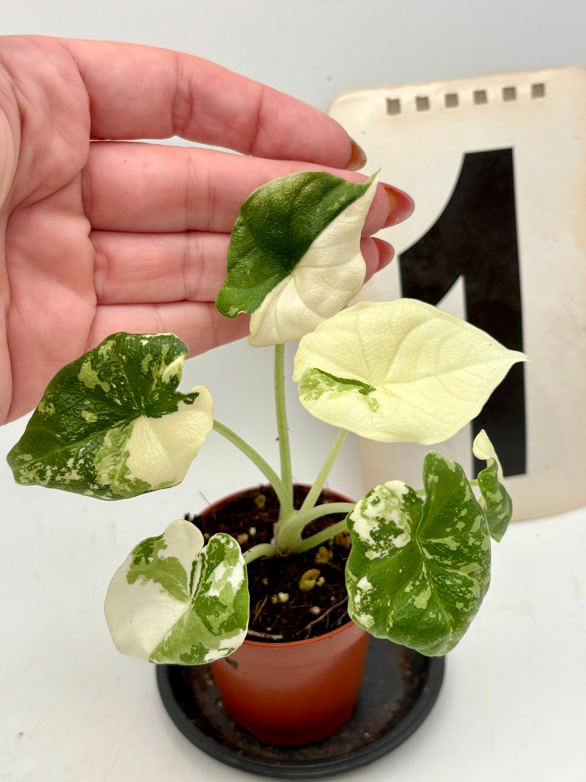 Alocasia Melo Albo Variegata
