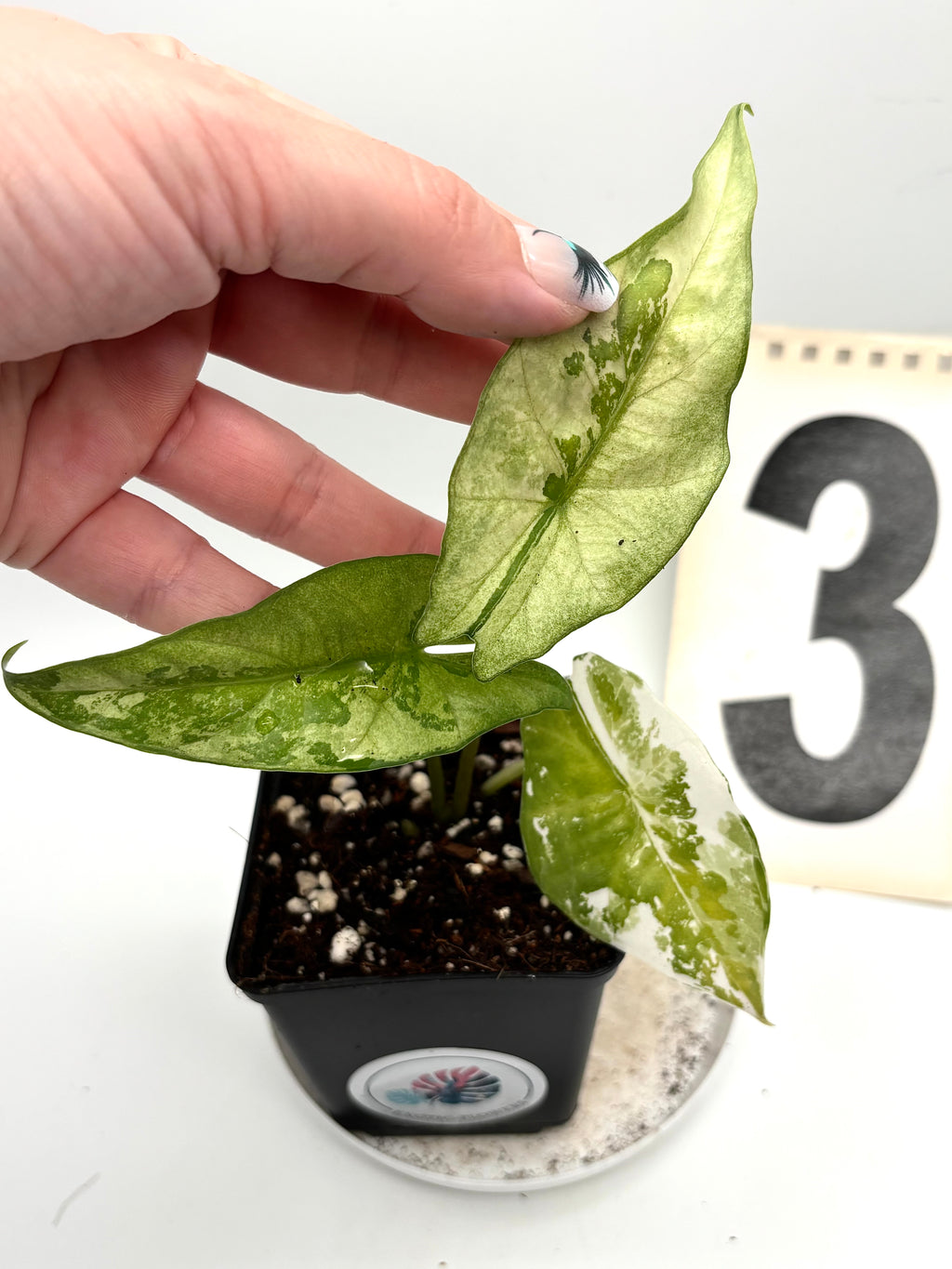 Alocasia Simpo Albo Variegata