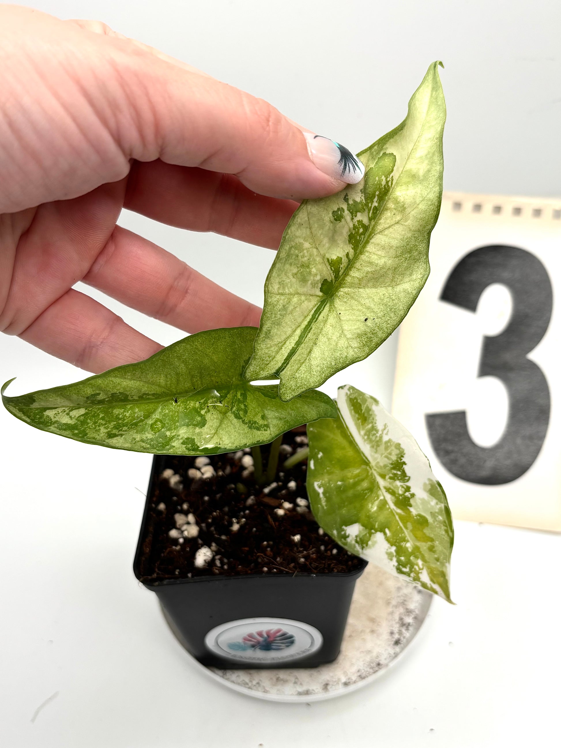 Alocasia Simpo Albo Variegata