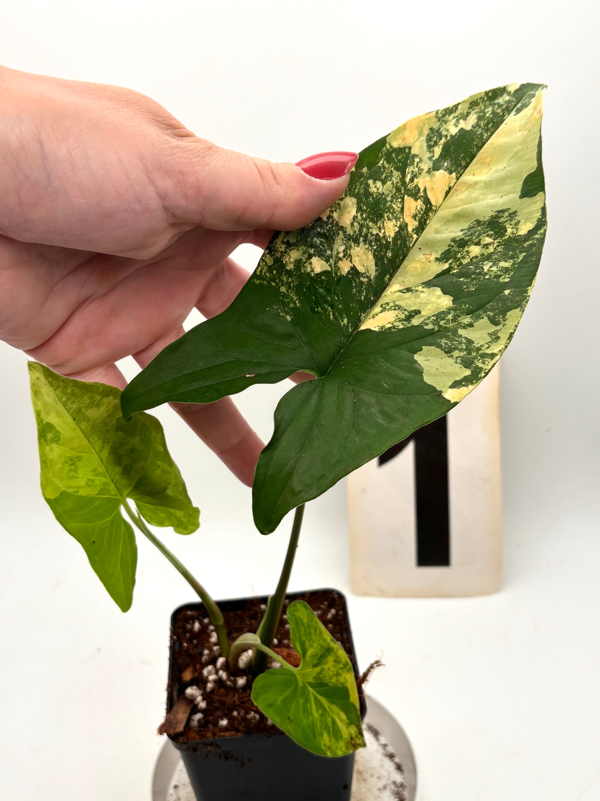 Syngonium Aurea Pflanze mit grünen und goldenen Blättern, im Top, von Exotic-Flowers, Innenraumdekoration