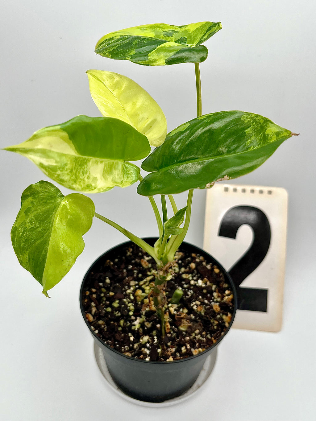 Philodendron Burle Marx Variegata