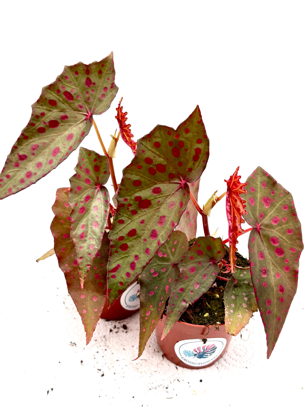 Begonie Amphioxus x Malachostict von Exotic-Flowers, lebendige grüne Blätter mit bunten Blüten, detailliertes Pflanzenbild