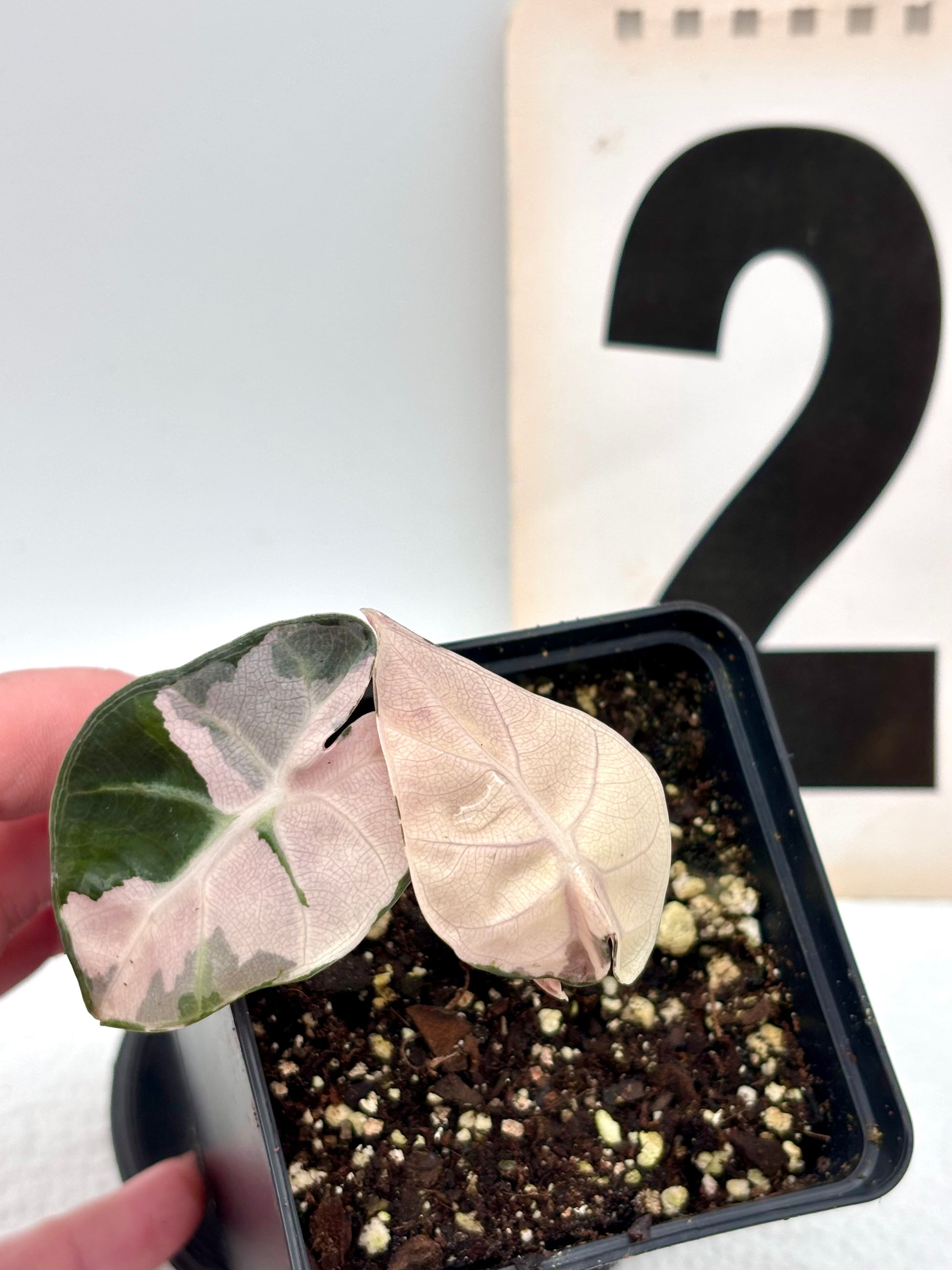 Alocasia Balloon Heart Variegata