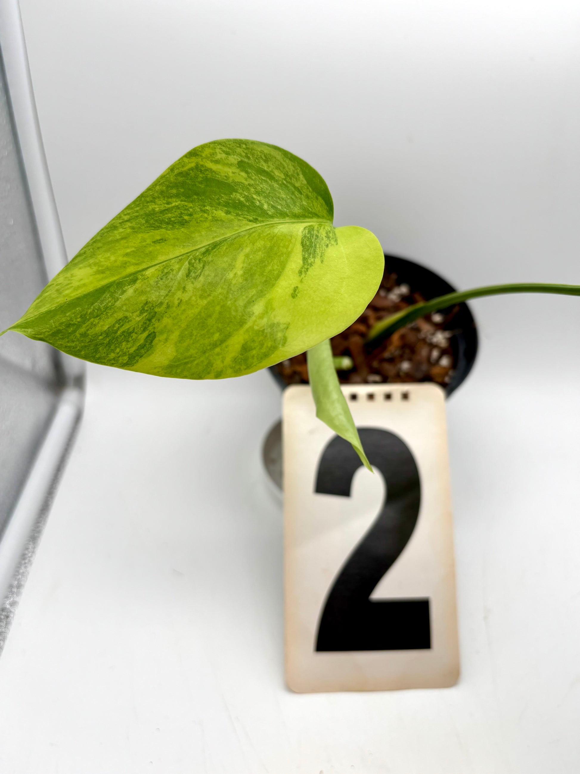 Monstera Aurea Variegata - Exotic-Flowers