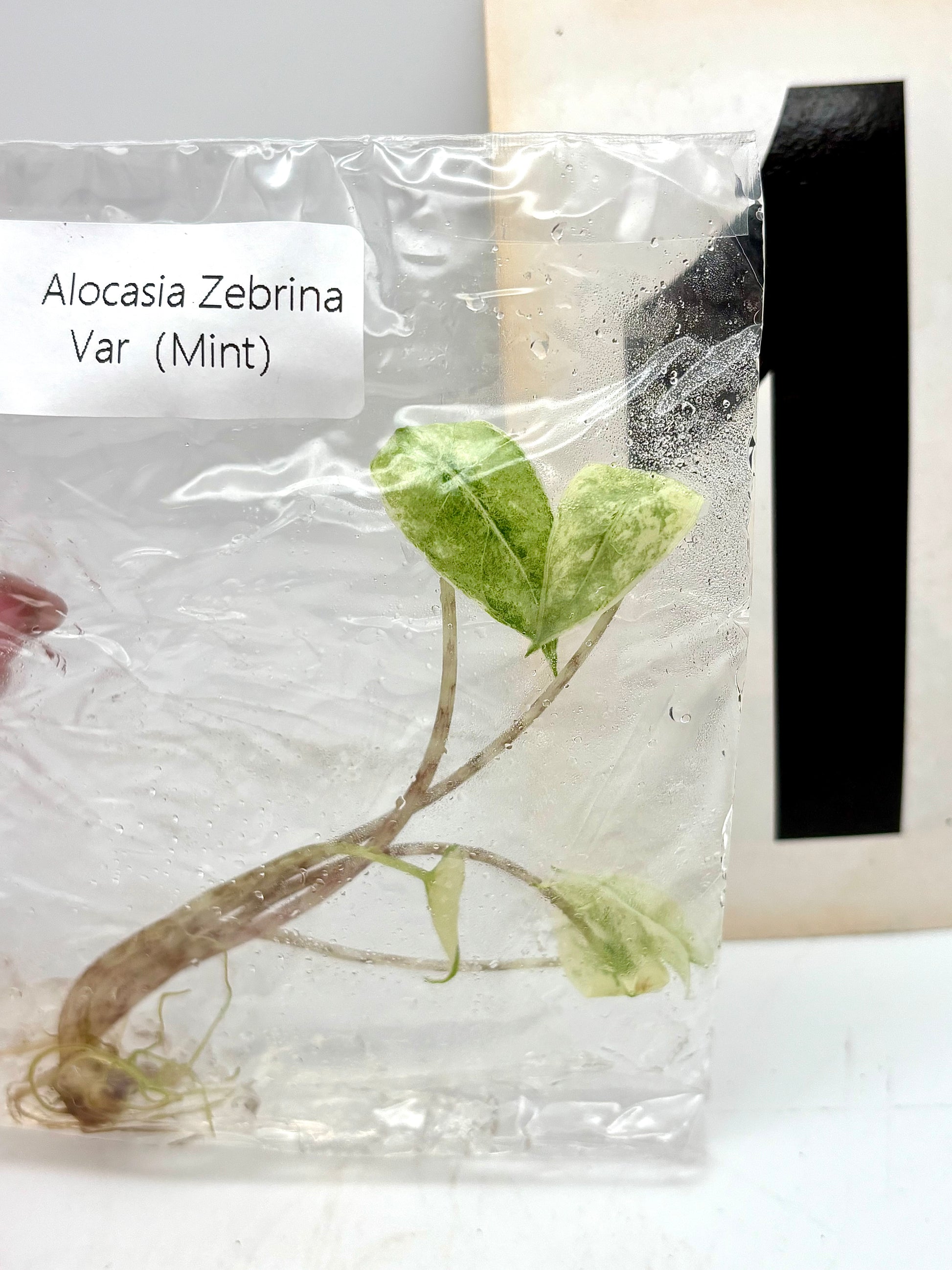 TC - Alocasia Zebrina Mint Variegata