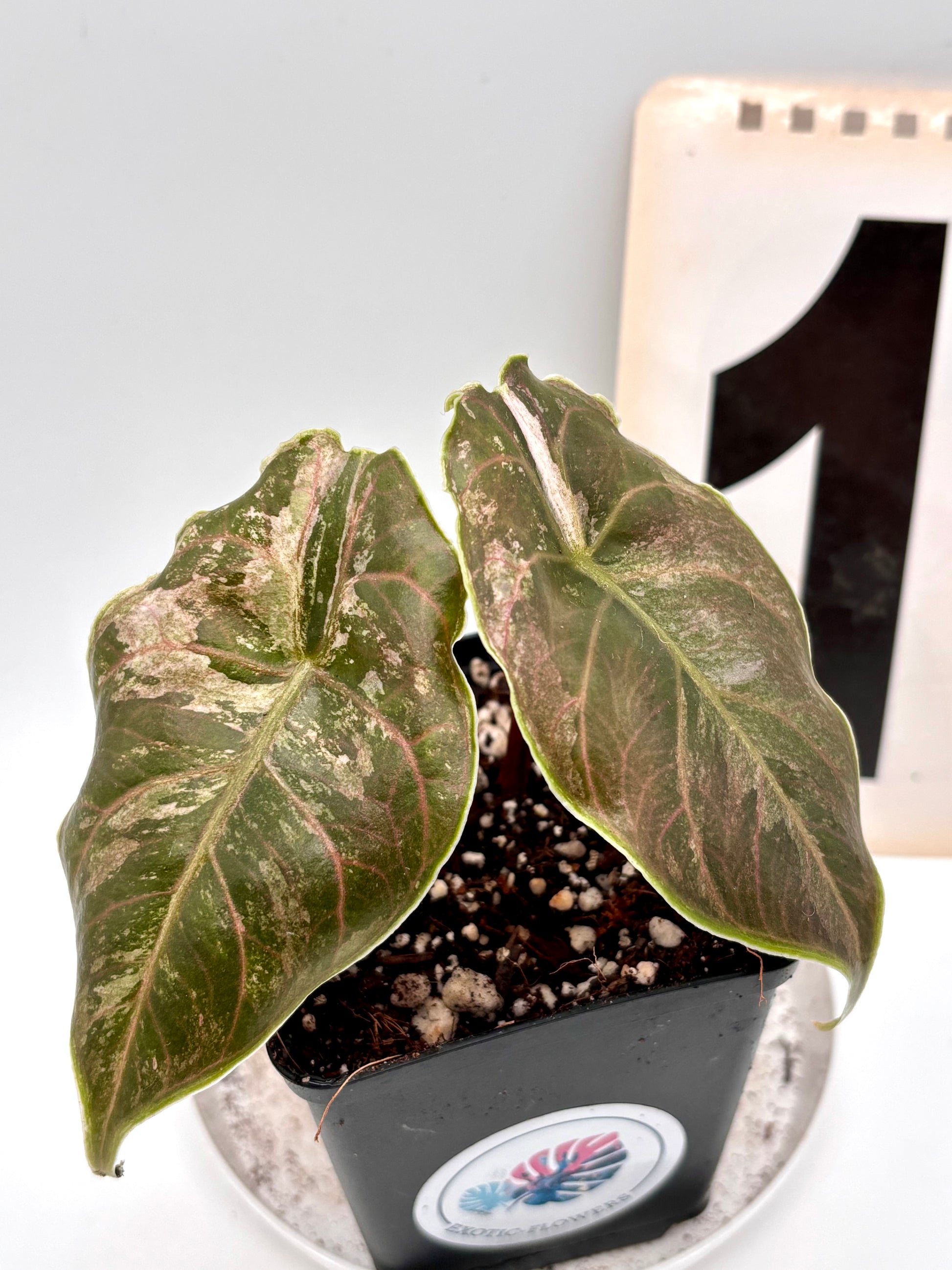 Alocasia Azlanii Variegata