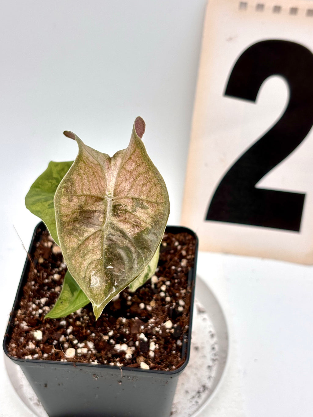 Alocasia Pseudo Sanderiana Pink Variegata