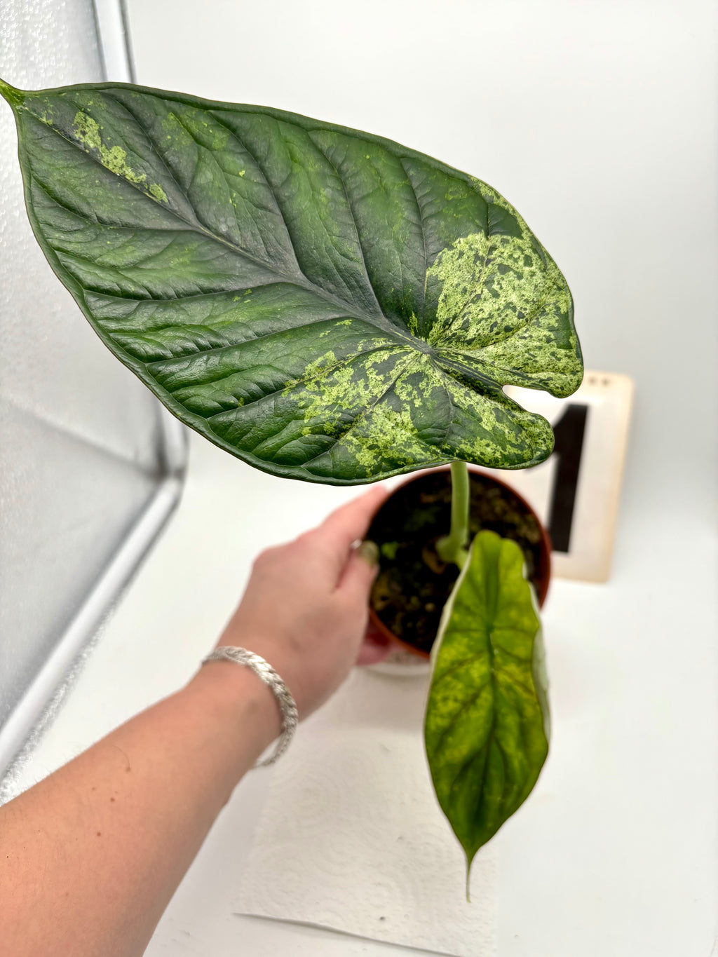 Alocasia Dragon Scale Mint
