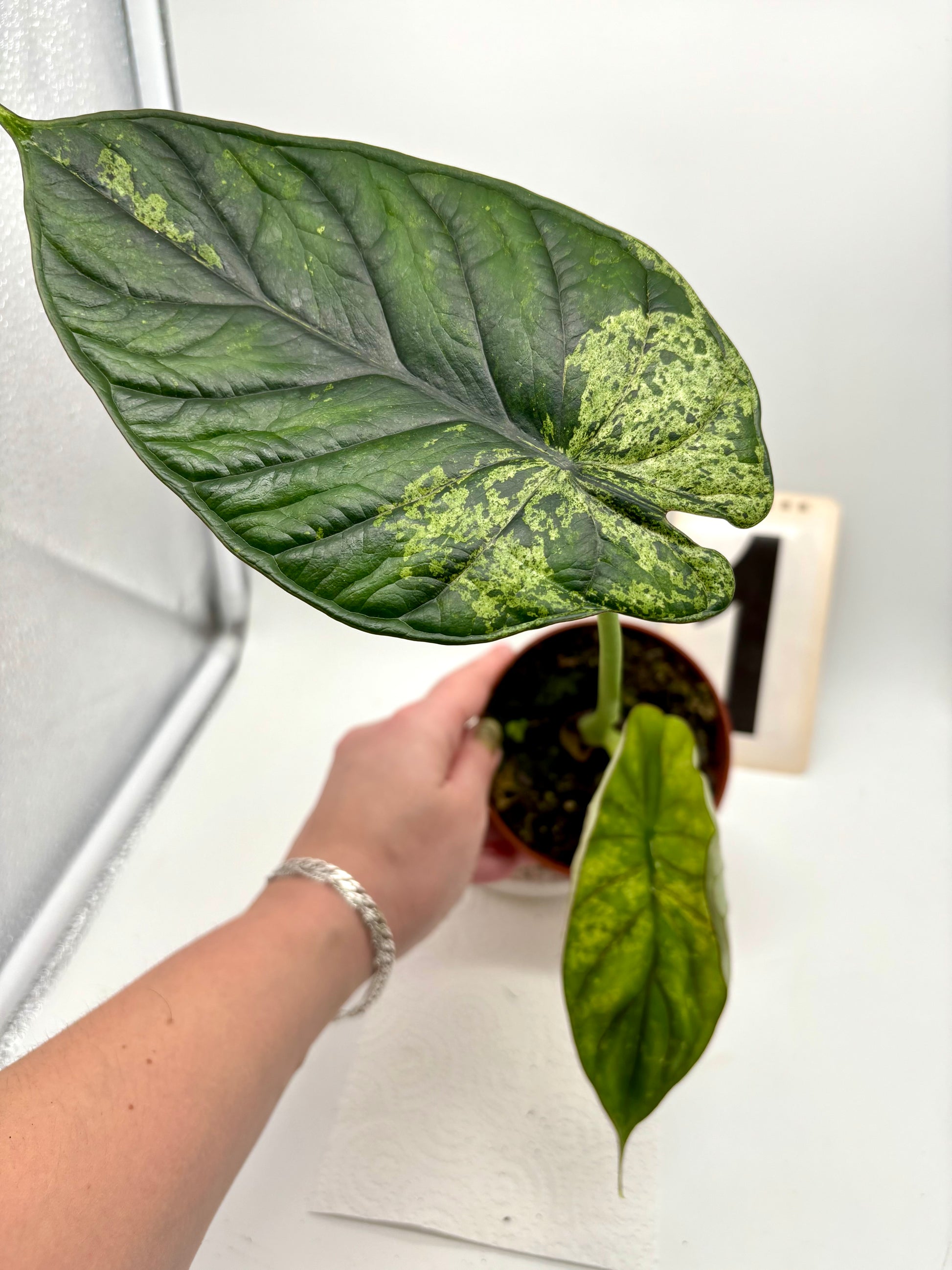Alocasia Dragon Scale Mint
