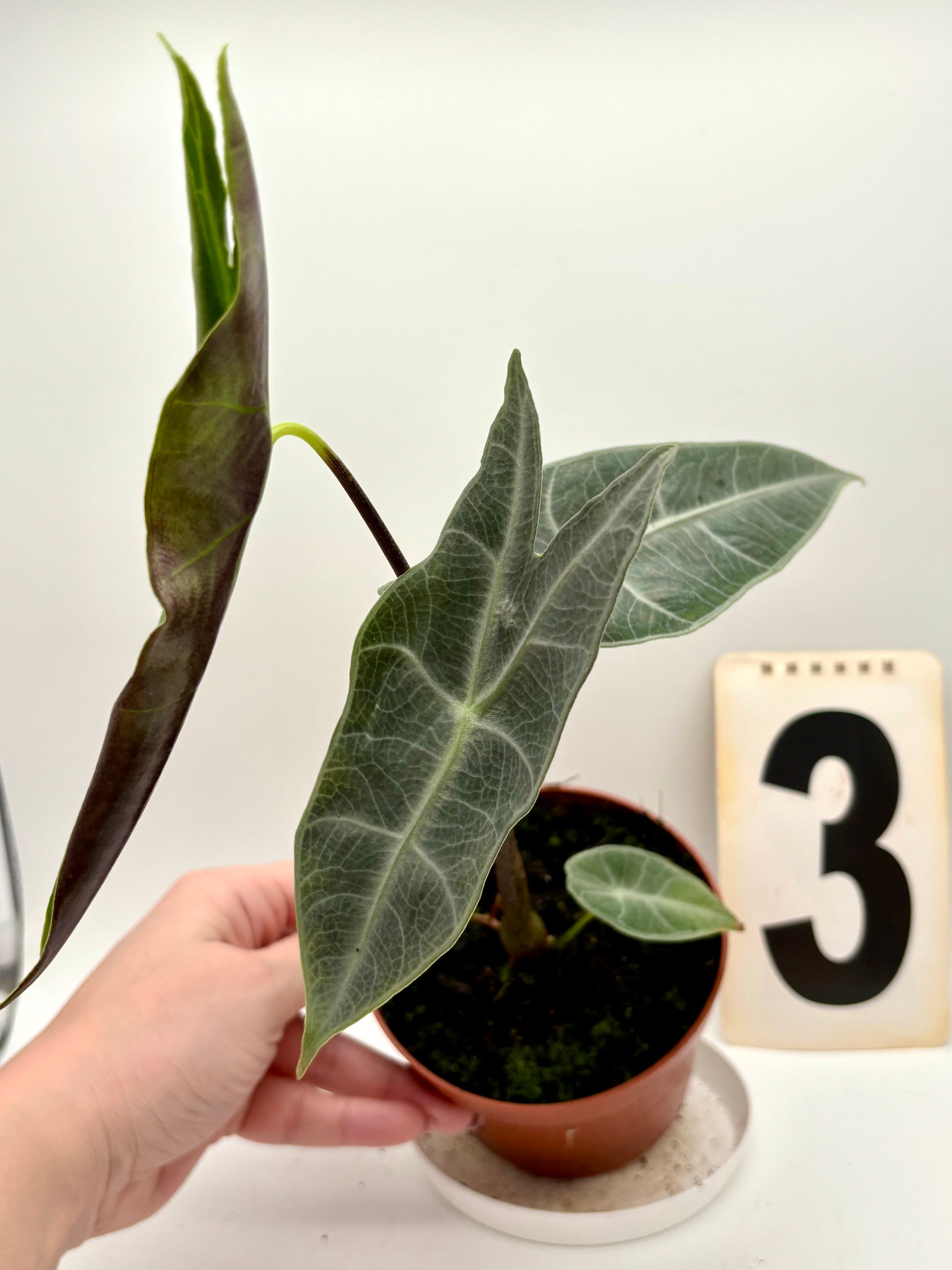 Alocasia Longiloba Silver - Exotic-Flowers