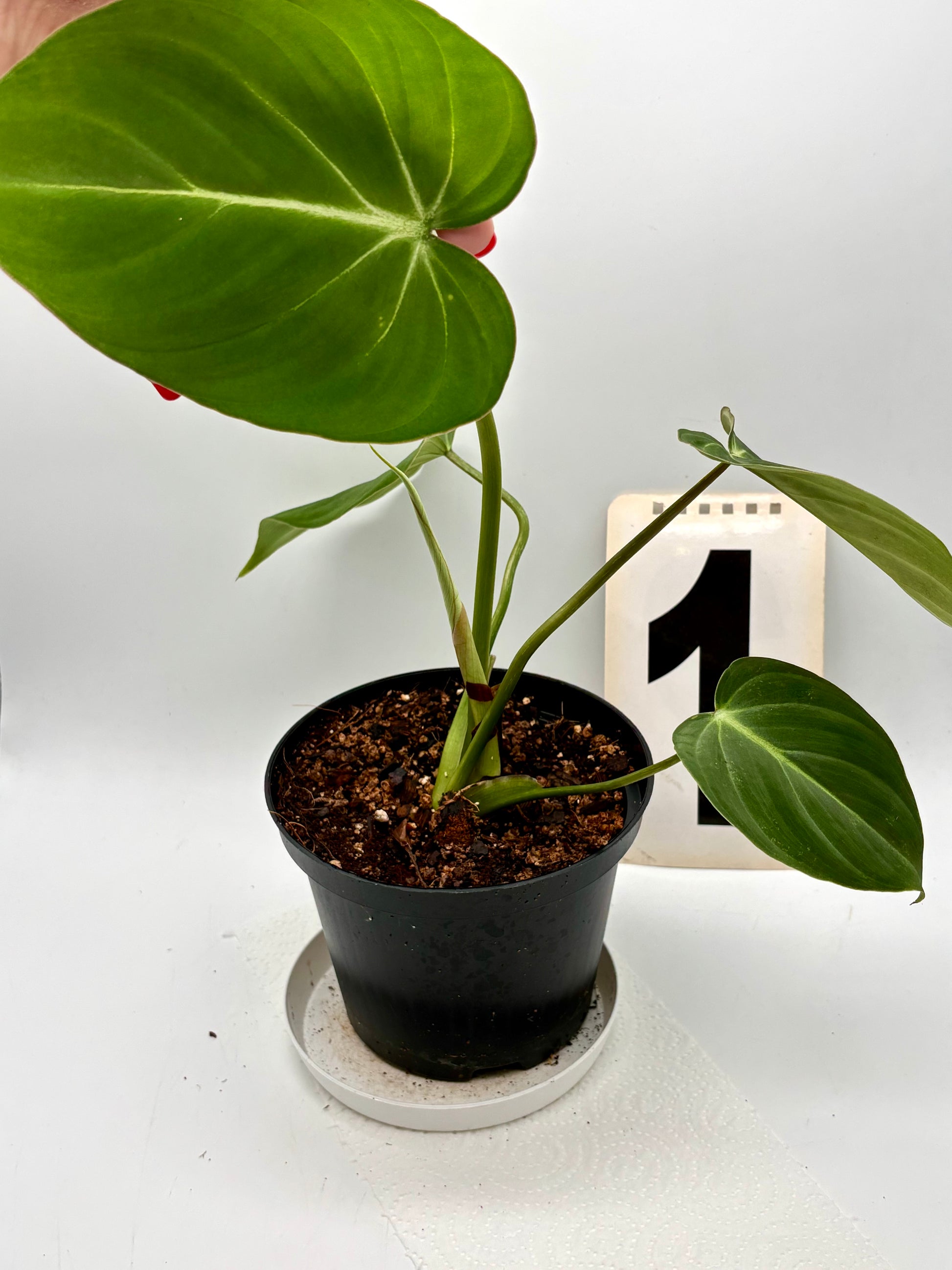 Philodendron Gloriosum