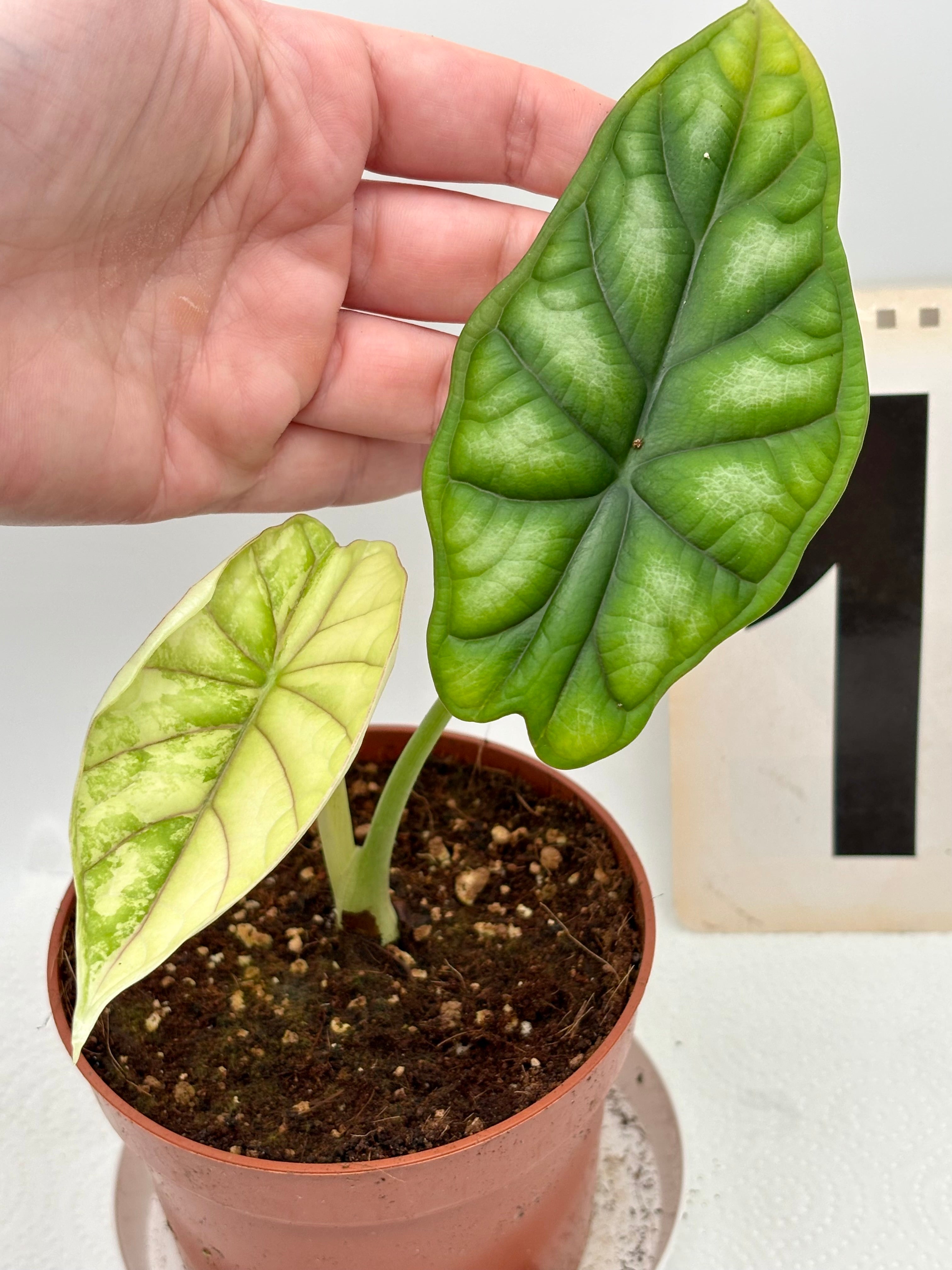 Alocasia Dragon Scale Variegata – Exotic-Flowers
