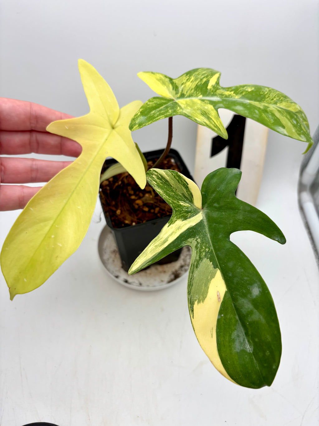 Großer Philodendron Florida Beauty von Exotic-Flowers mit grünen, herzförmigen Blättern in einem Topf auf einer Fensterbank.
