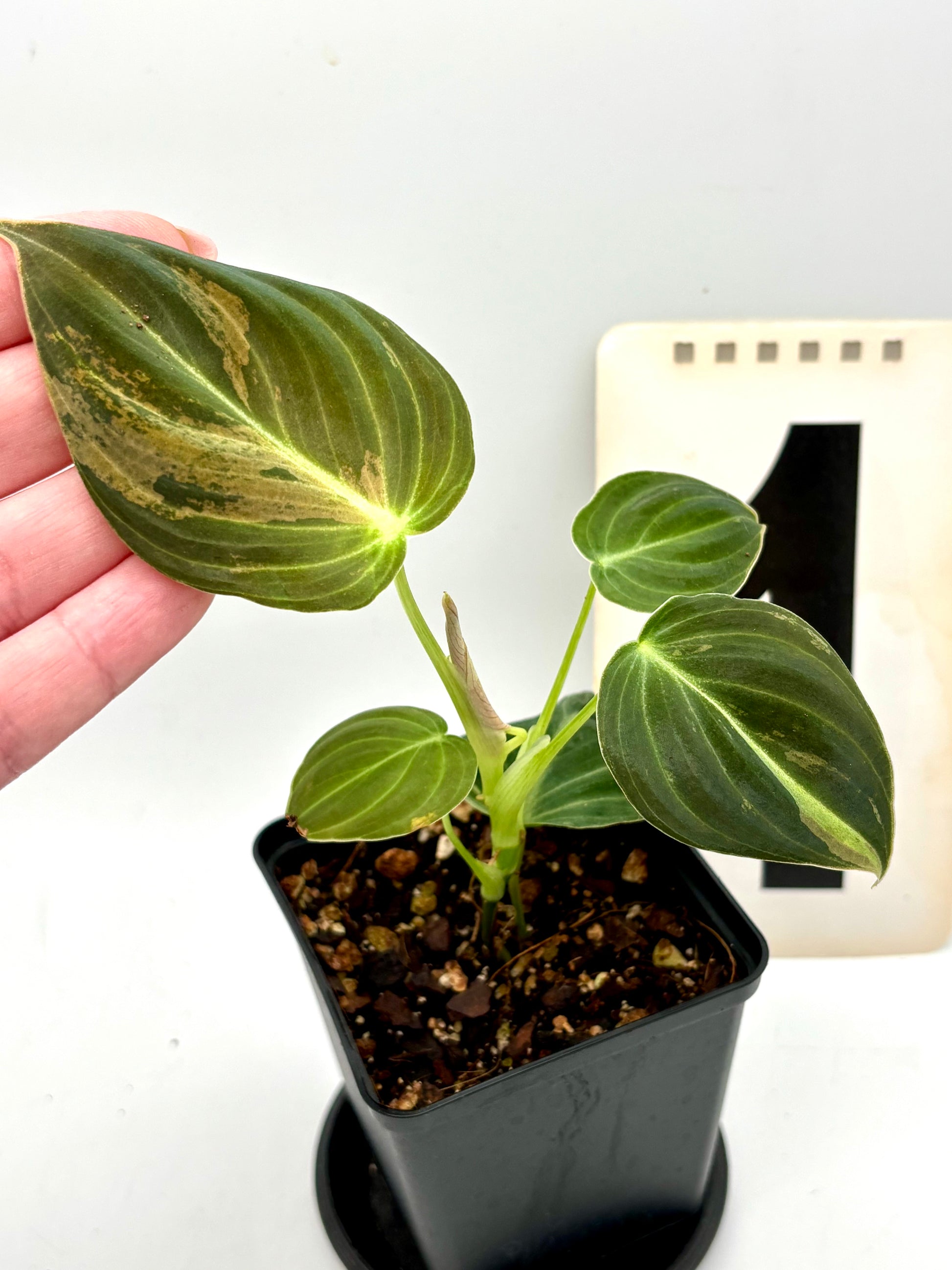 Philodendron Melanochrysum Variegata