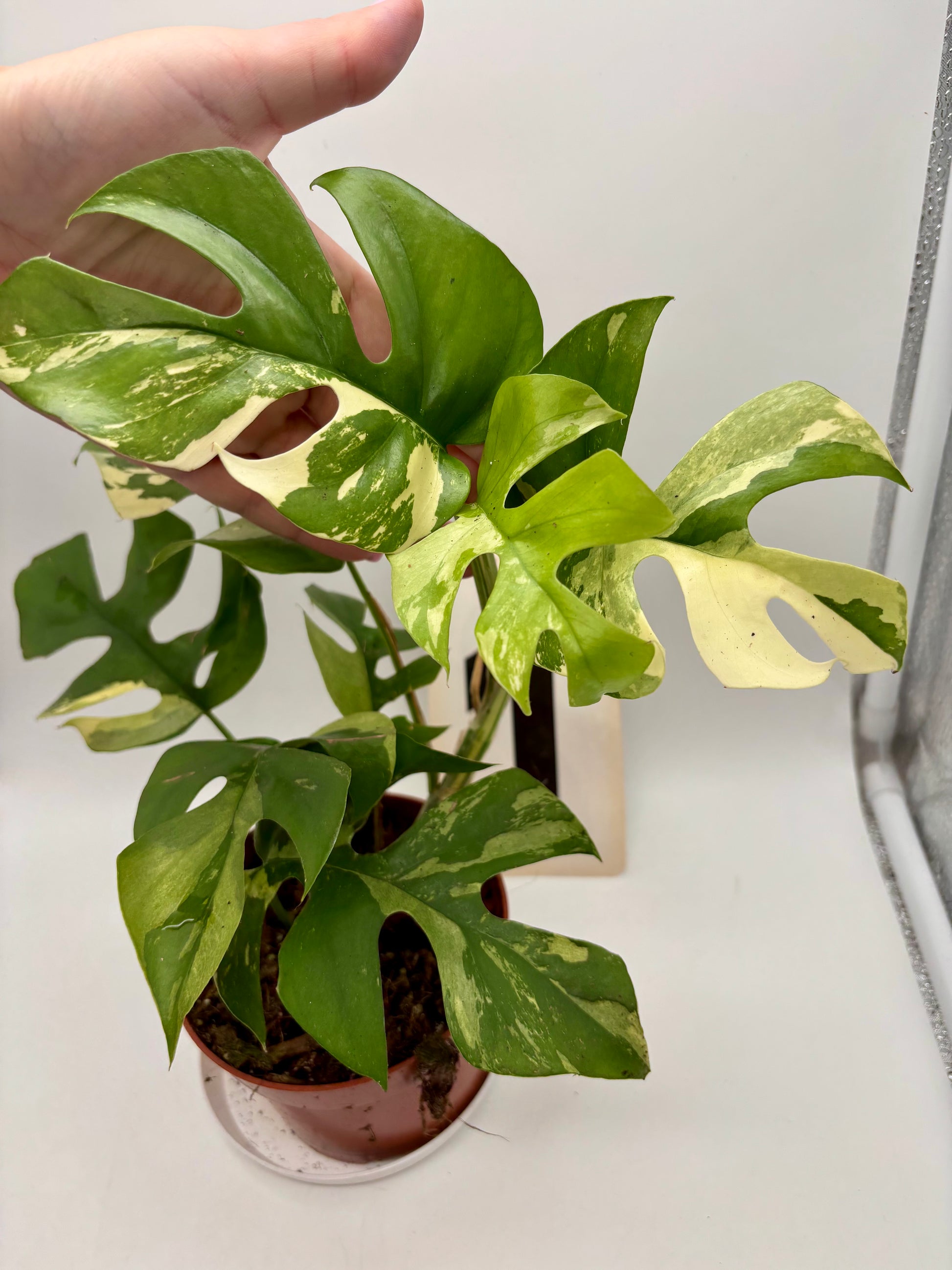 Rhaphidophora Tetrasperma Albo Variegata / Monstera Minima