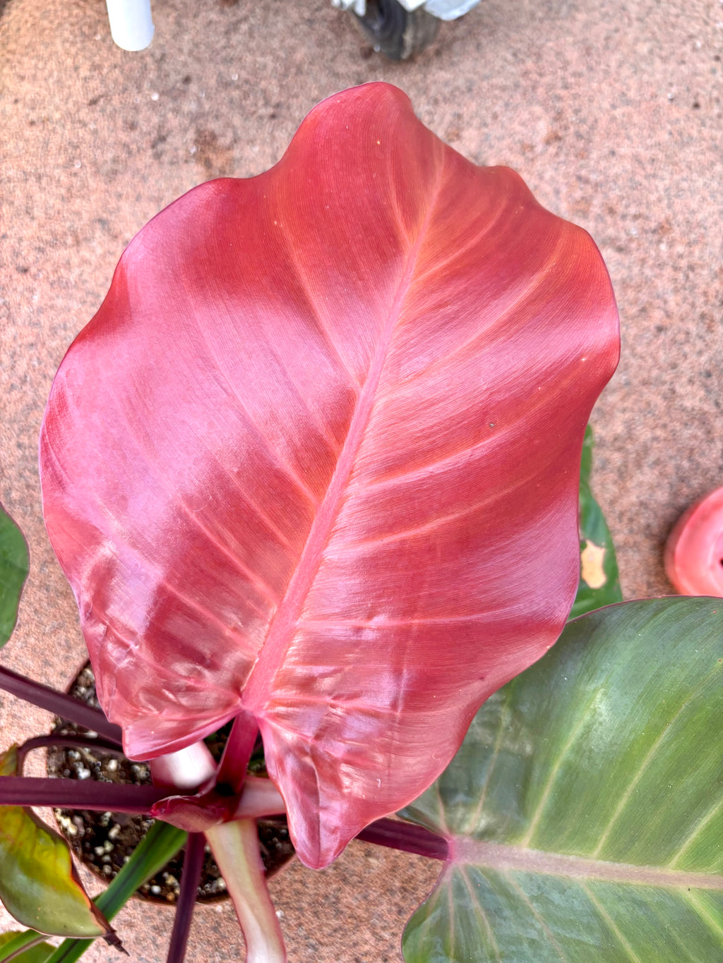 Philodendron Yellow Flame